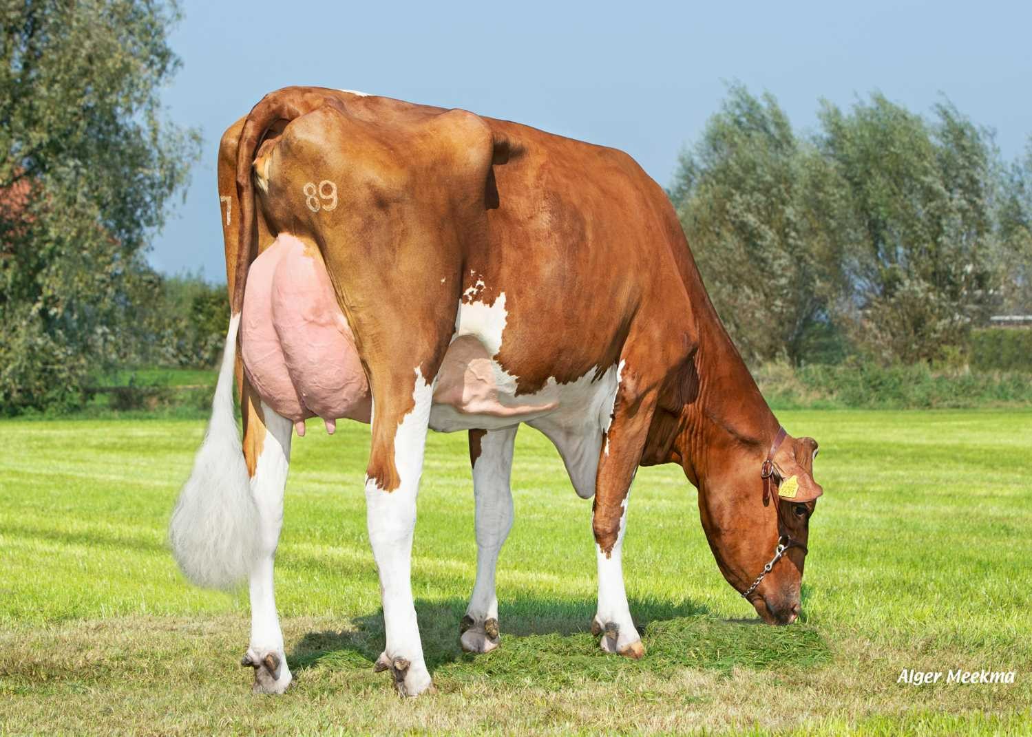 Delta Petra P (s. Nominator), MGD of Richman PP-Red