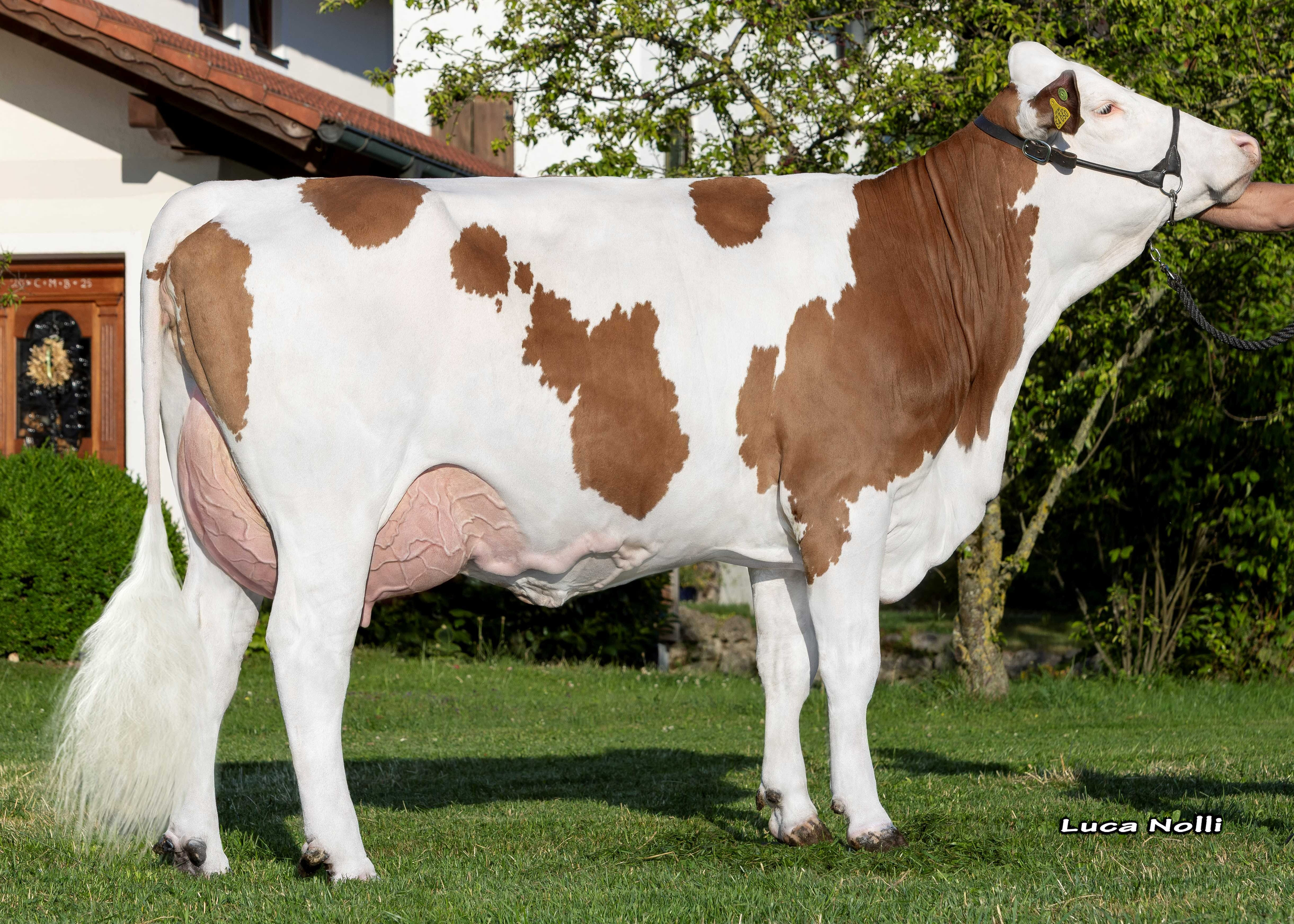 Helene, 1st calf Herrmann Kurz, Bruckmühl