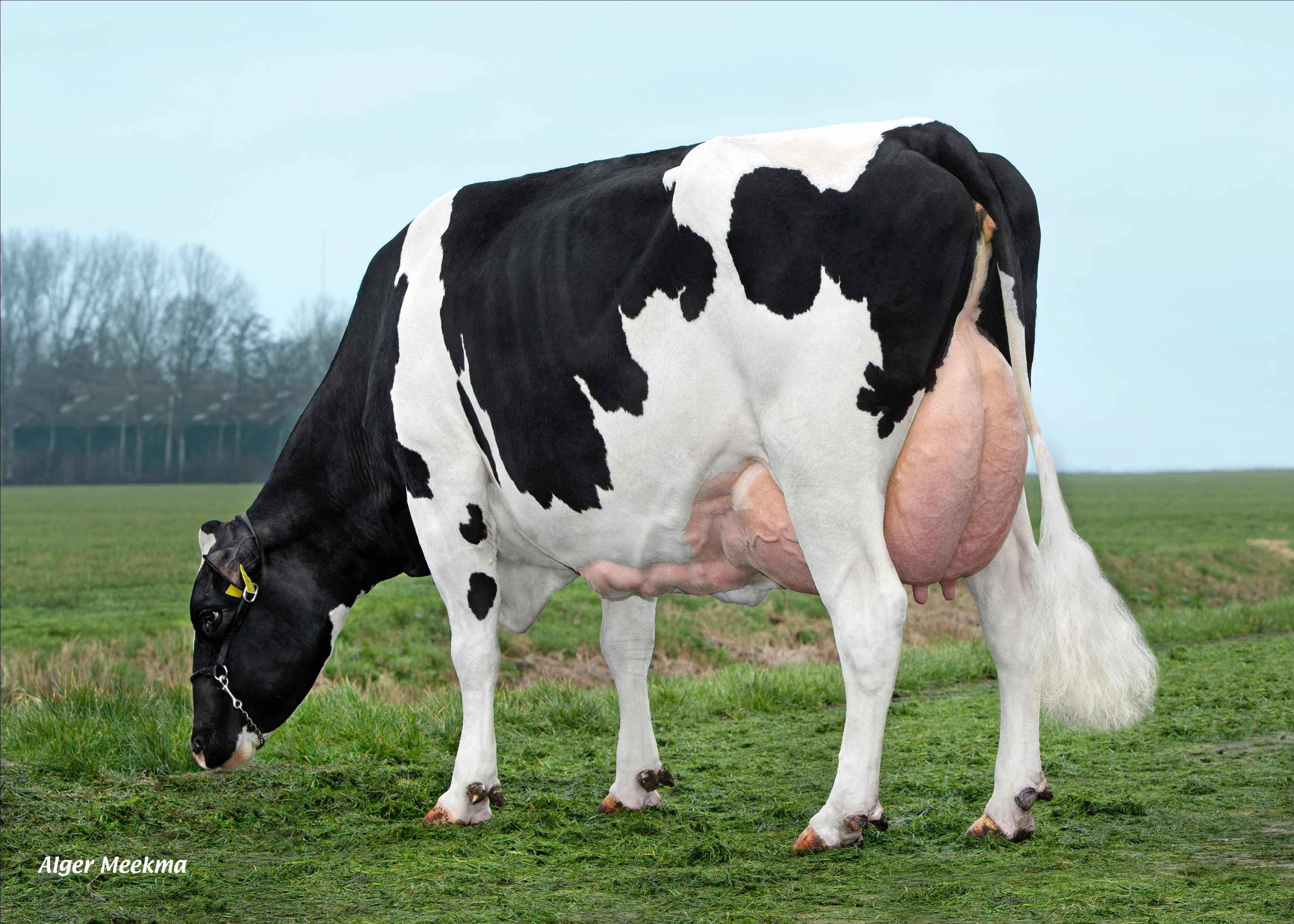 Delta Thilda (granddam of Tornado, third lactation) owner: Dairy farm van Berkum, Elahuizen