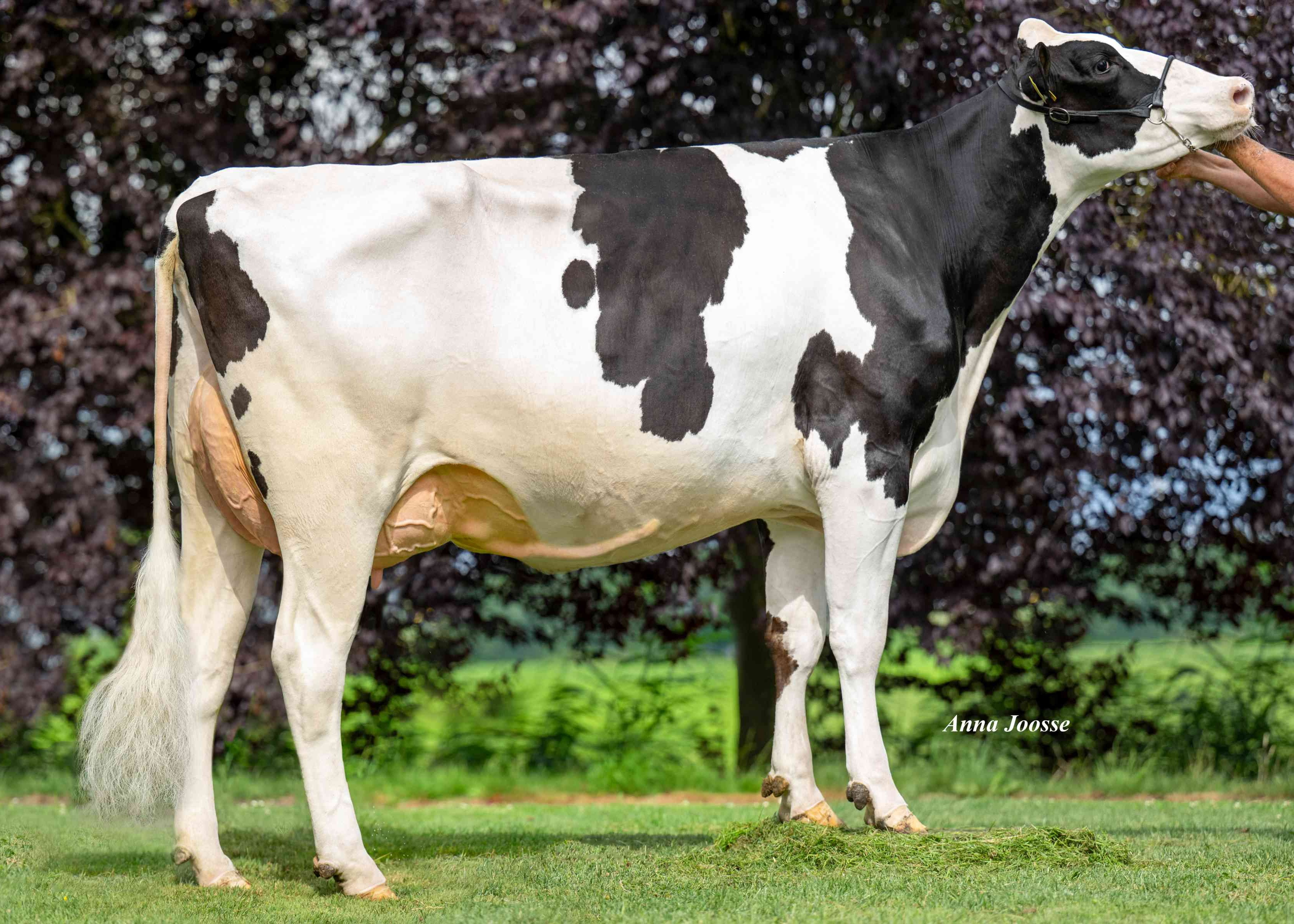 Jeans Jantina 348 (volle zus Rennes)  eig.: Mts. J.G. & A.G. Sturkenboom, Schalkwijk