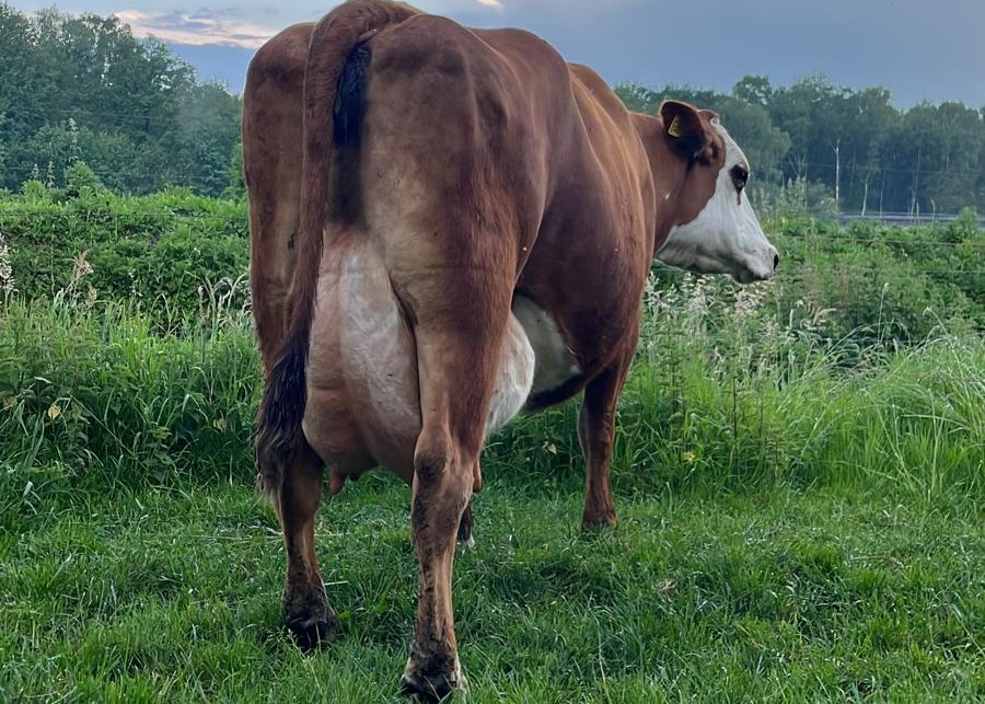 Jozephien Moeder v. Jeppe (in 2024 als 10 jr en op de dag van geboorte Jeppe)