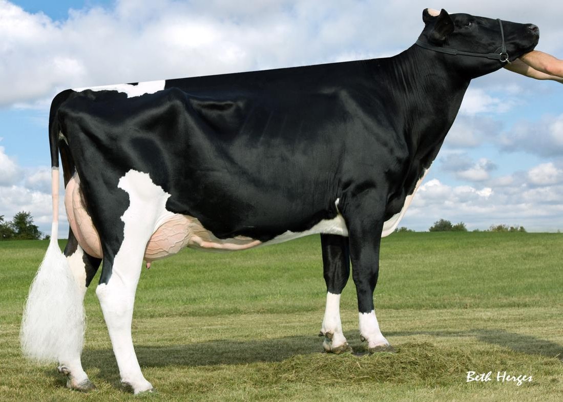 Ronelee Boliver Dreary-ET VG-86 DOM, 5th Dam of Tictoc