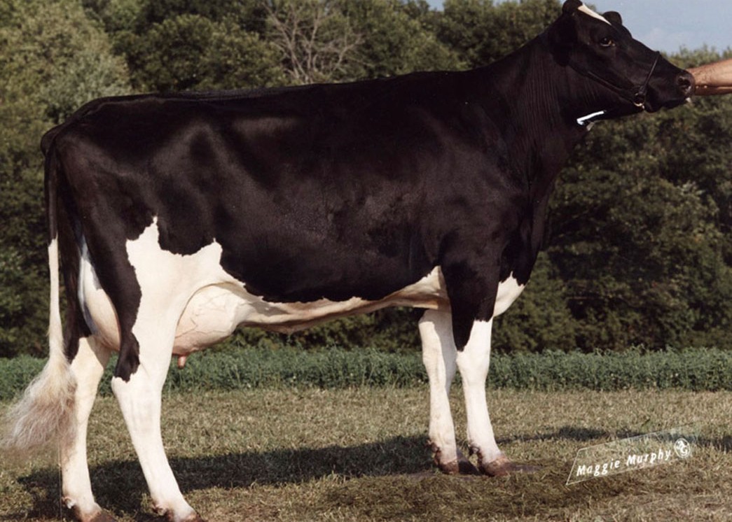 Welcome Manfred Willa VG-88 DOM, 9th Dam of Sam Bal Bei