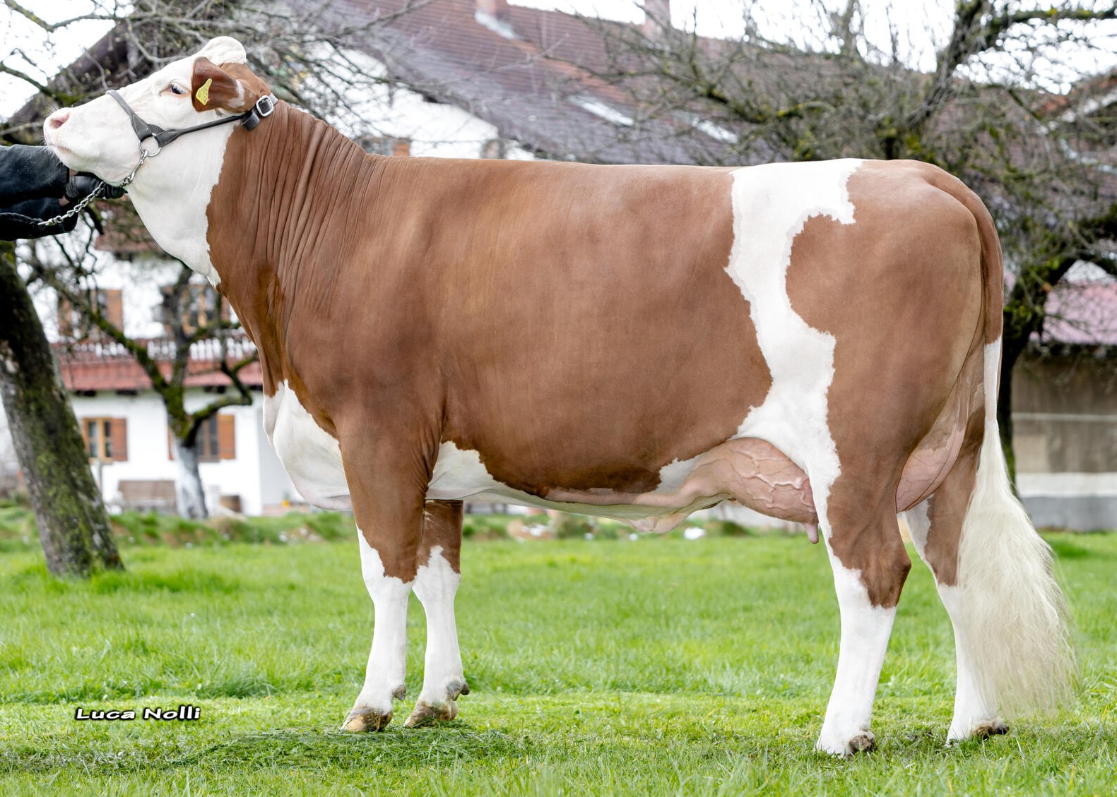 Boltimore, 1st calf, Markus Dinzenhofer, Rosenheim