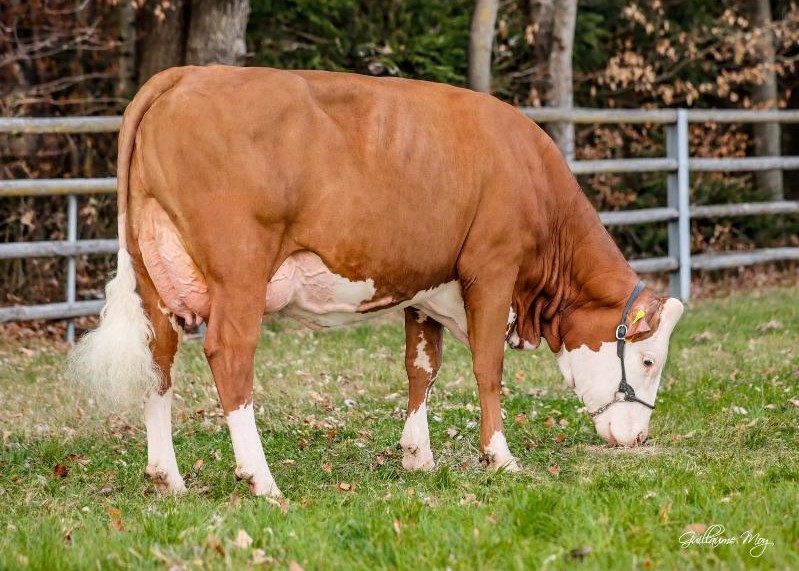 Lillyfee (v. Deluxe) 100dgn 3.800kg 4,40% 3.37%