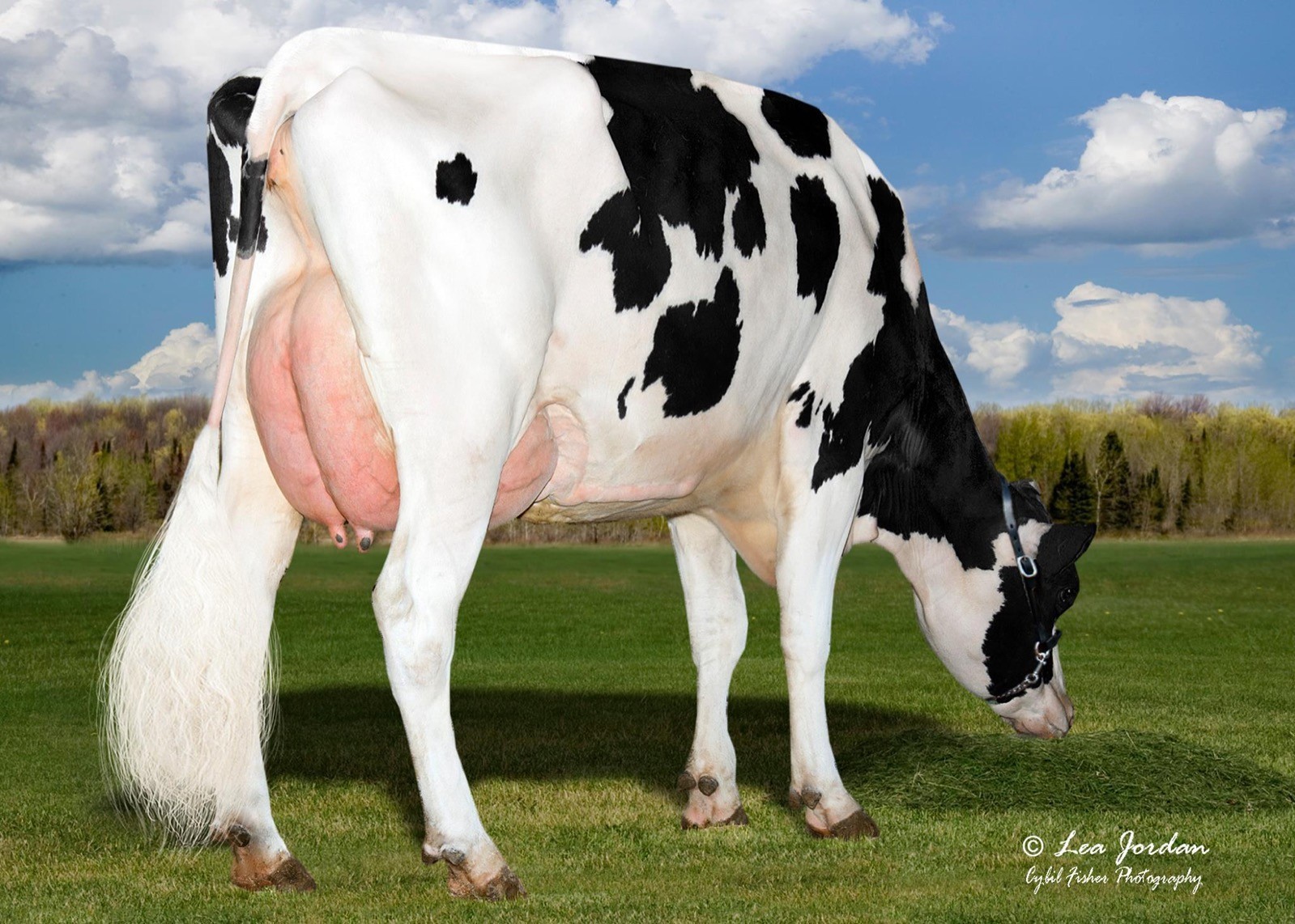 Aurora Bombero 15840-ET, 4th Dam of Phelps