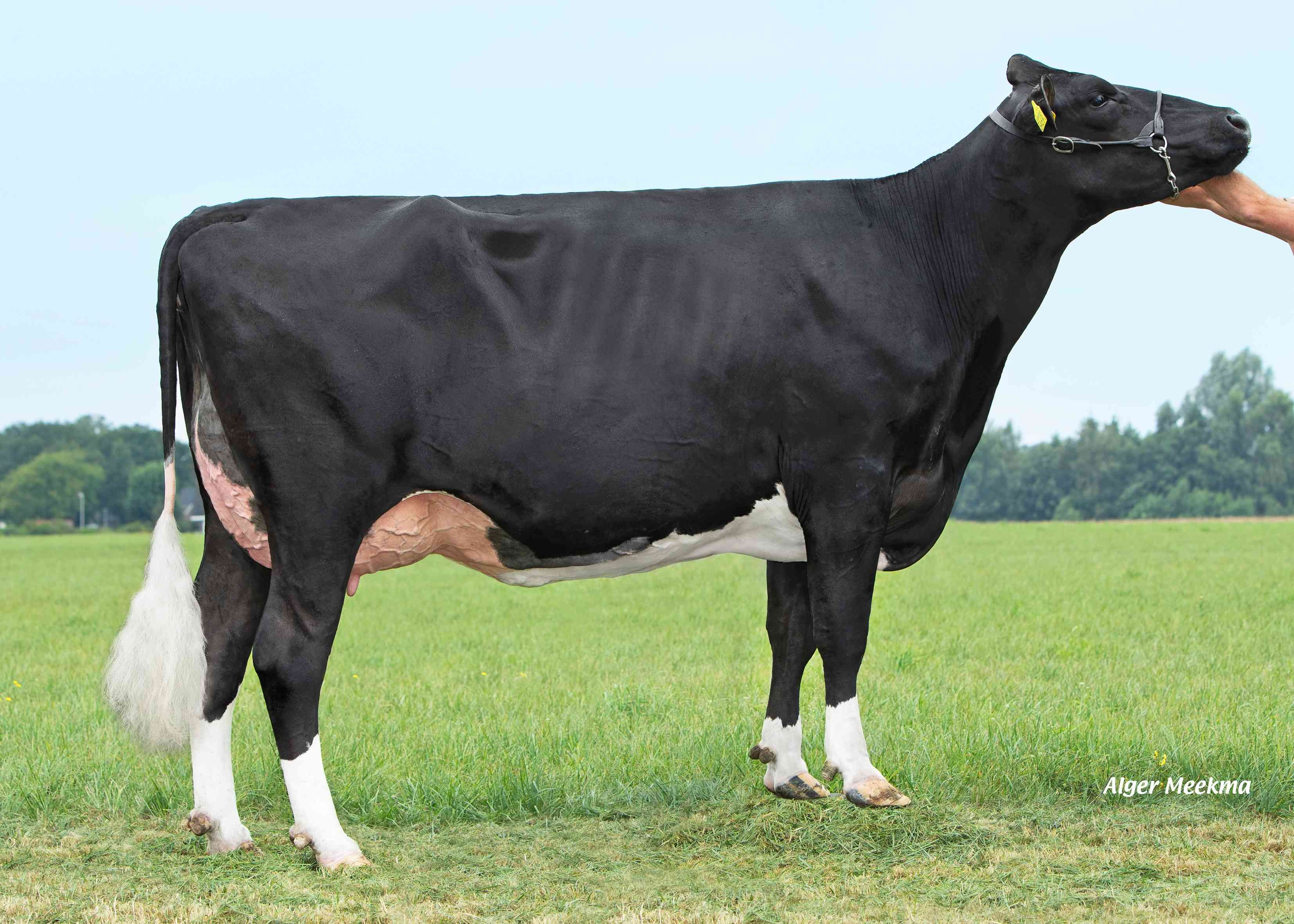 Delta Fannyk (s. Starmaker) dam of Slay. owner: VOF Booij-Ottens, Benneveld