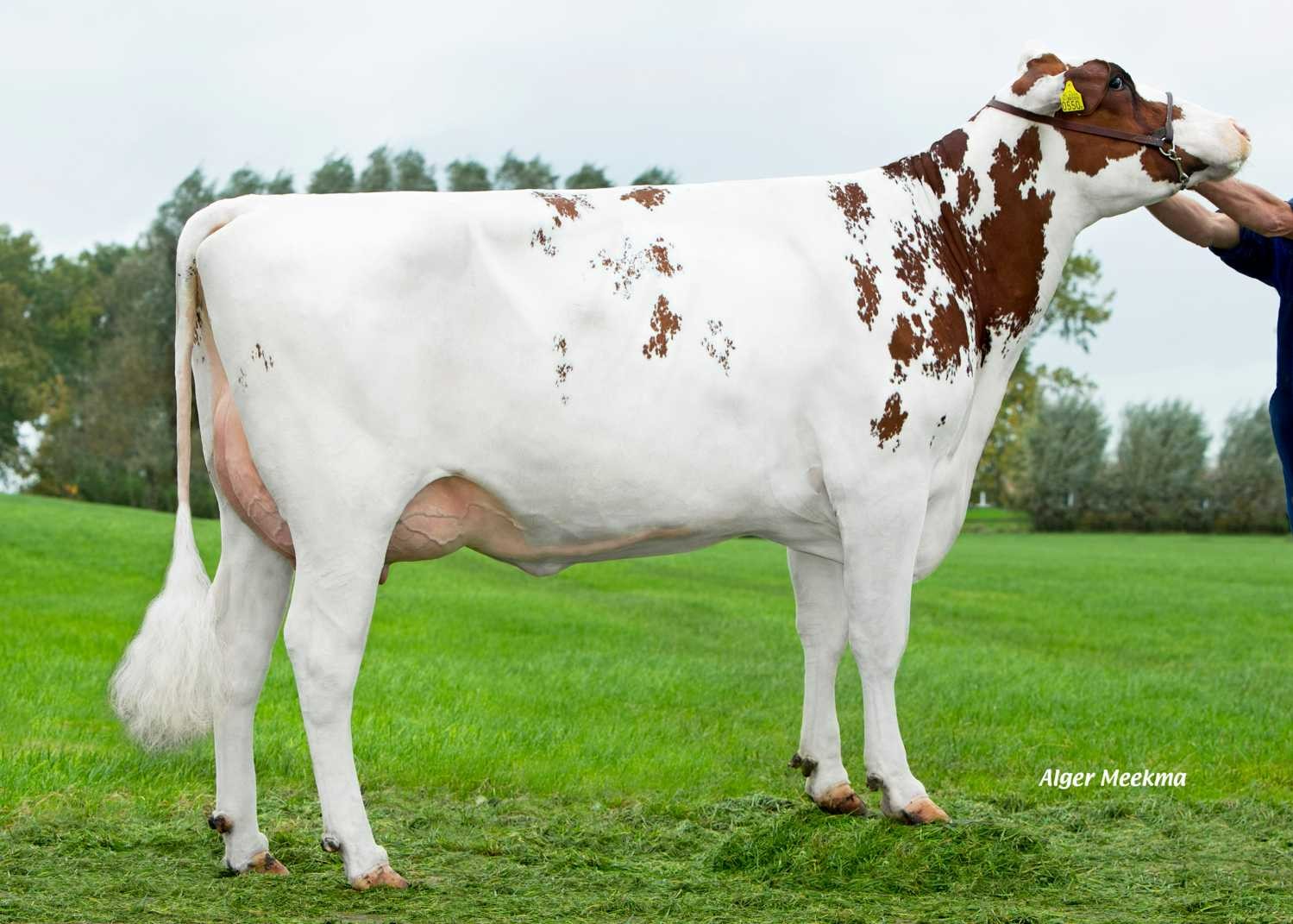 Delta Afanja P-Red (s. Larry RC), MGD of Camelot PP