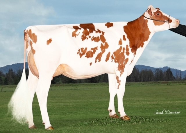 Valiant Rbls Muffler-Red-ET VG-87, Dam of Redheat-PP-Red