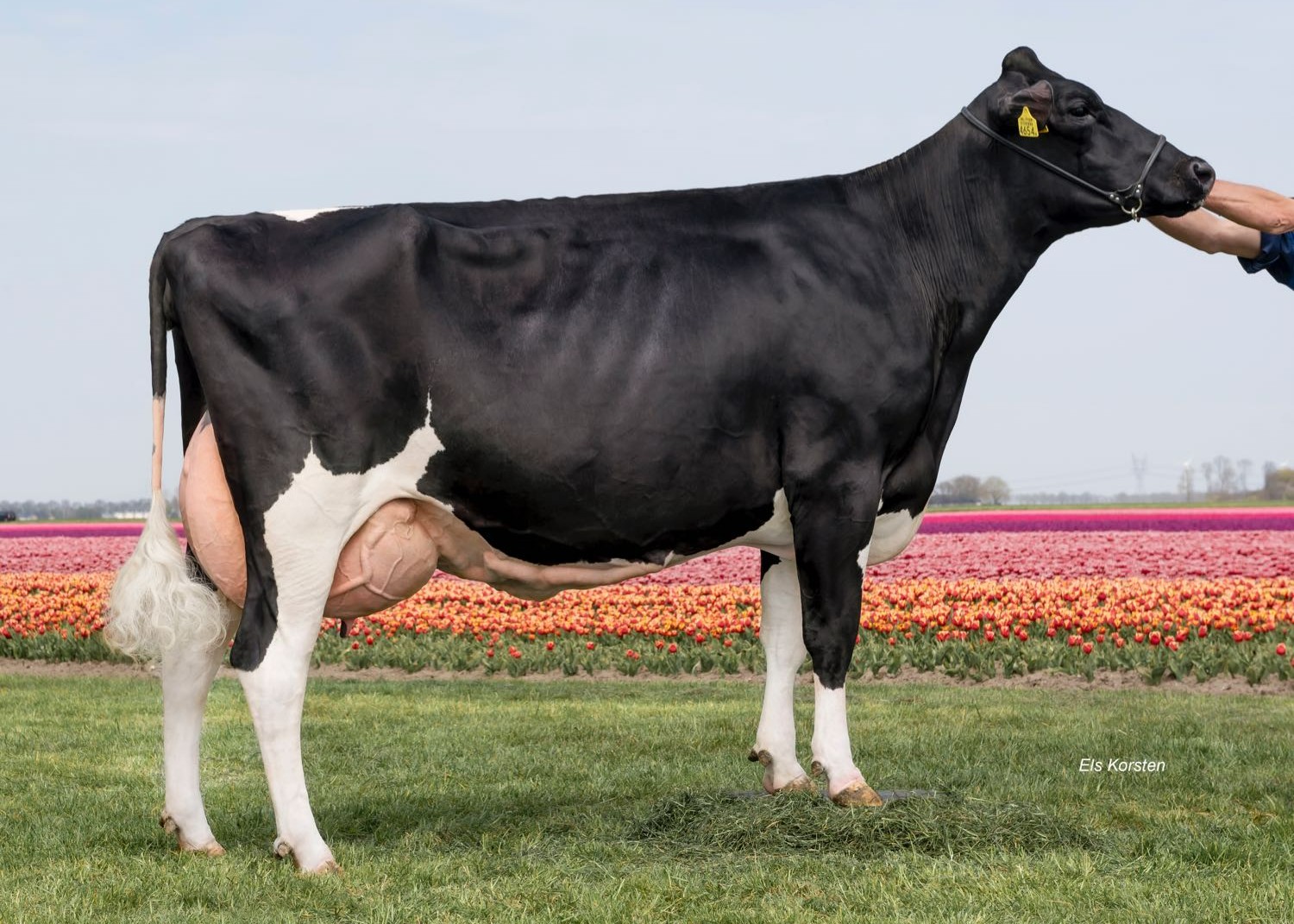 VVH Bertha 403 (s. Topgear), MGD of Kygo P-Red. Owner: Van Veelen Holsteins, Biddinghuizen