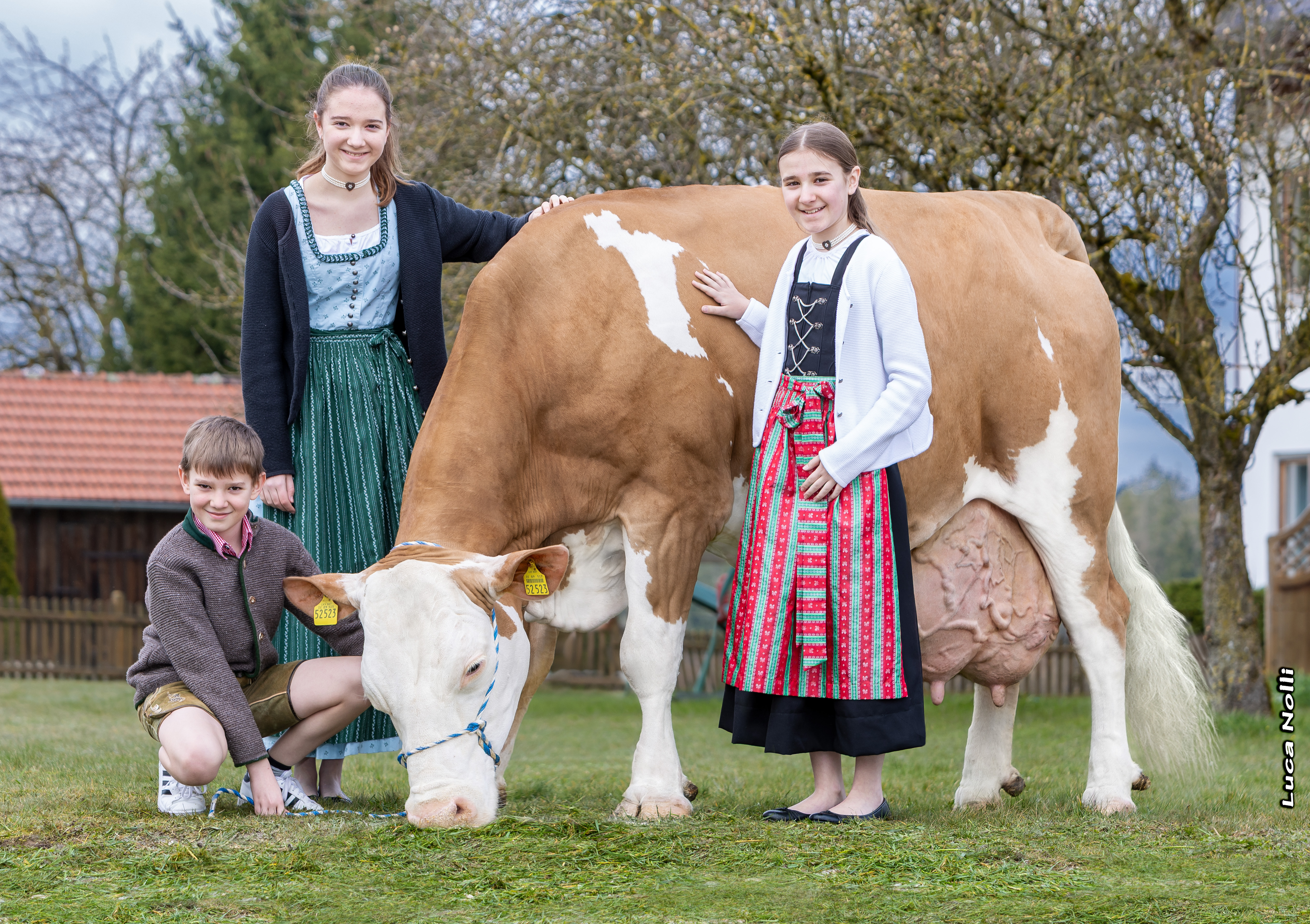 Isabela, great granddam of Memento 7th calf and 100.000 kg Johann Schächner, Feichten