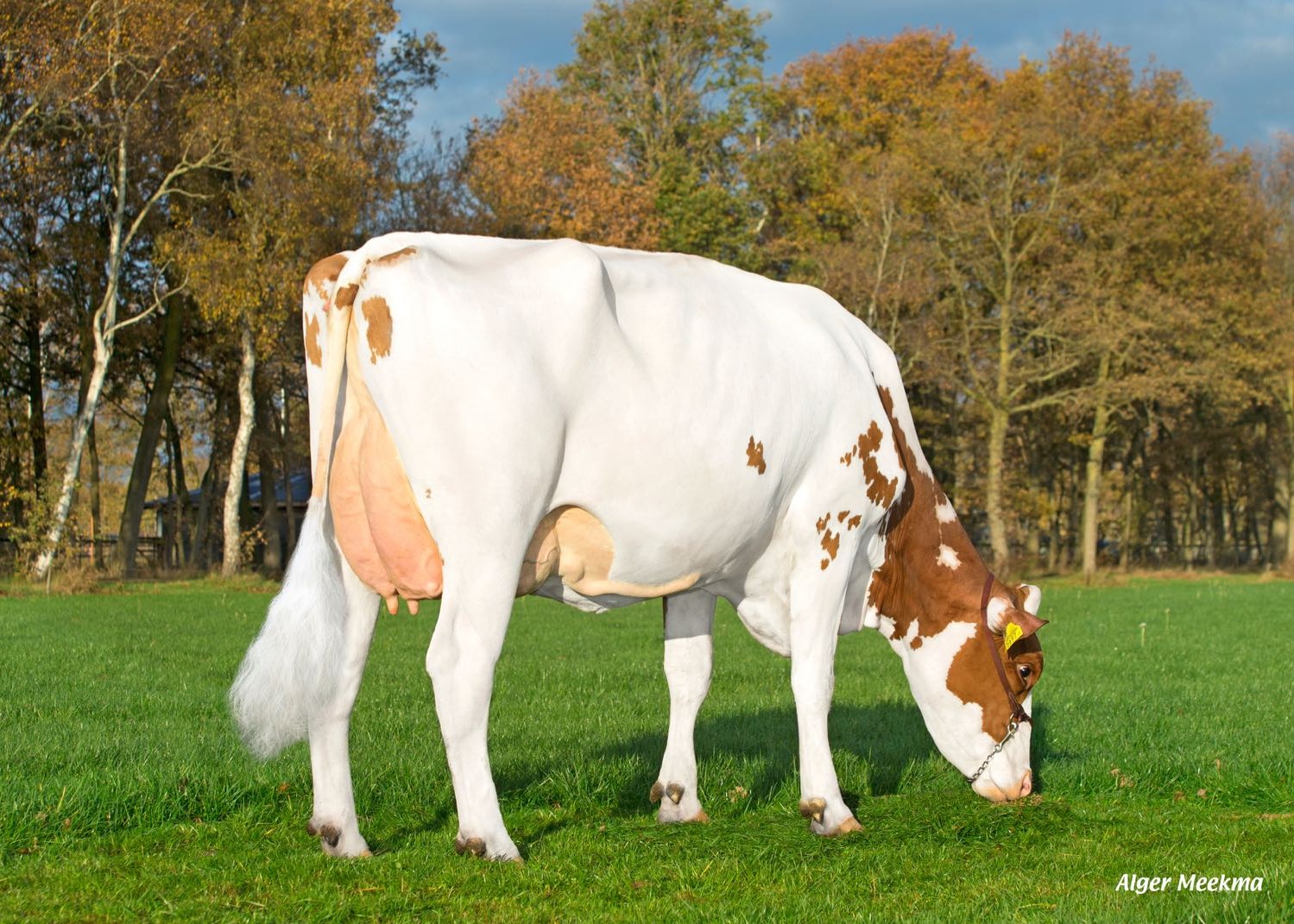 Silly (s. Harcon) owner: Dairy farm Van der Wijst VOF, Erp 