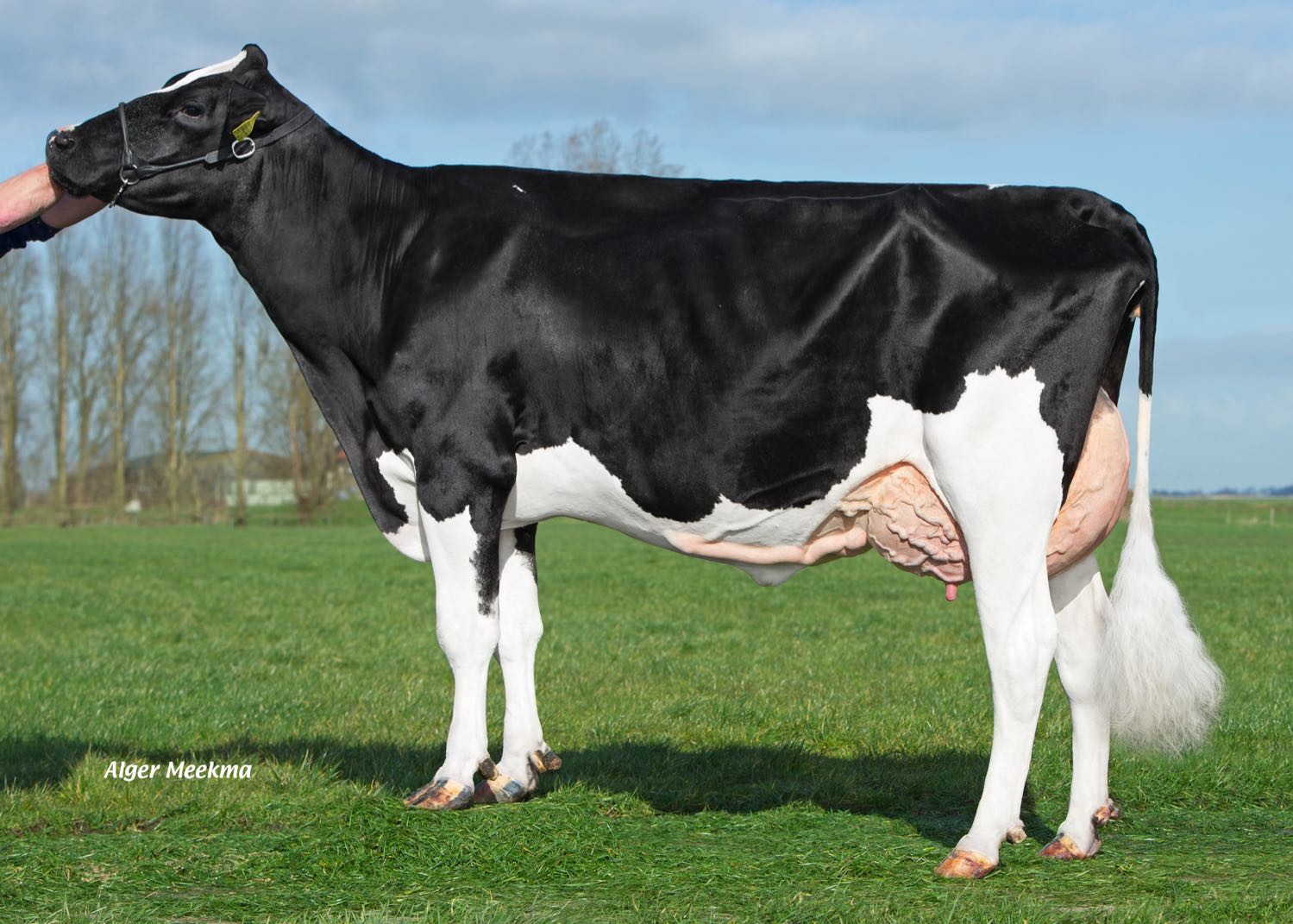 Delta Rinka (granddam of Manitoba P) owner. Melkveebedrijf Van Berkum, Elahuizen