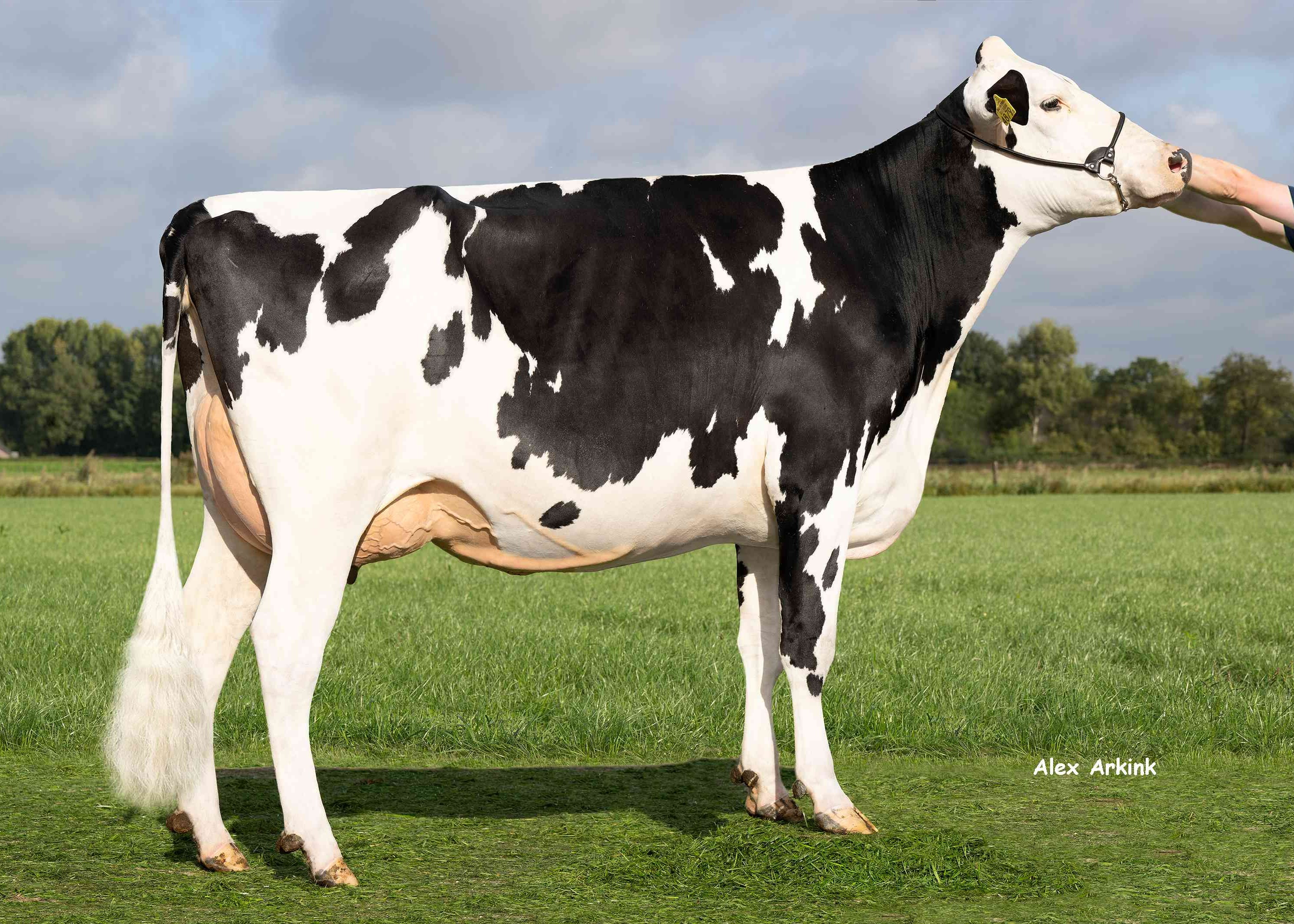 Ria 823 (v: Ridge) eig.: van den Heuvel VOF, Bakel