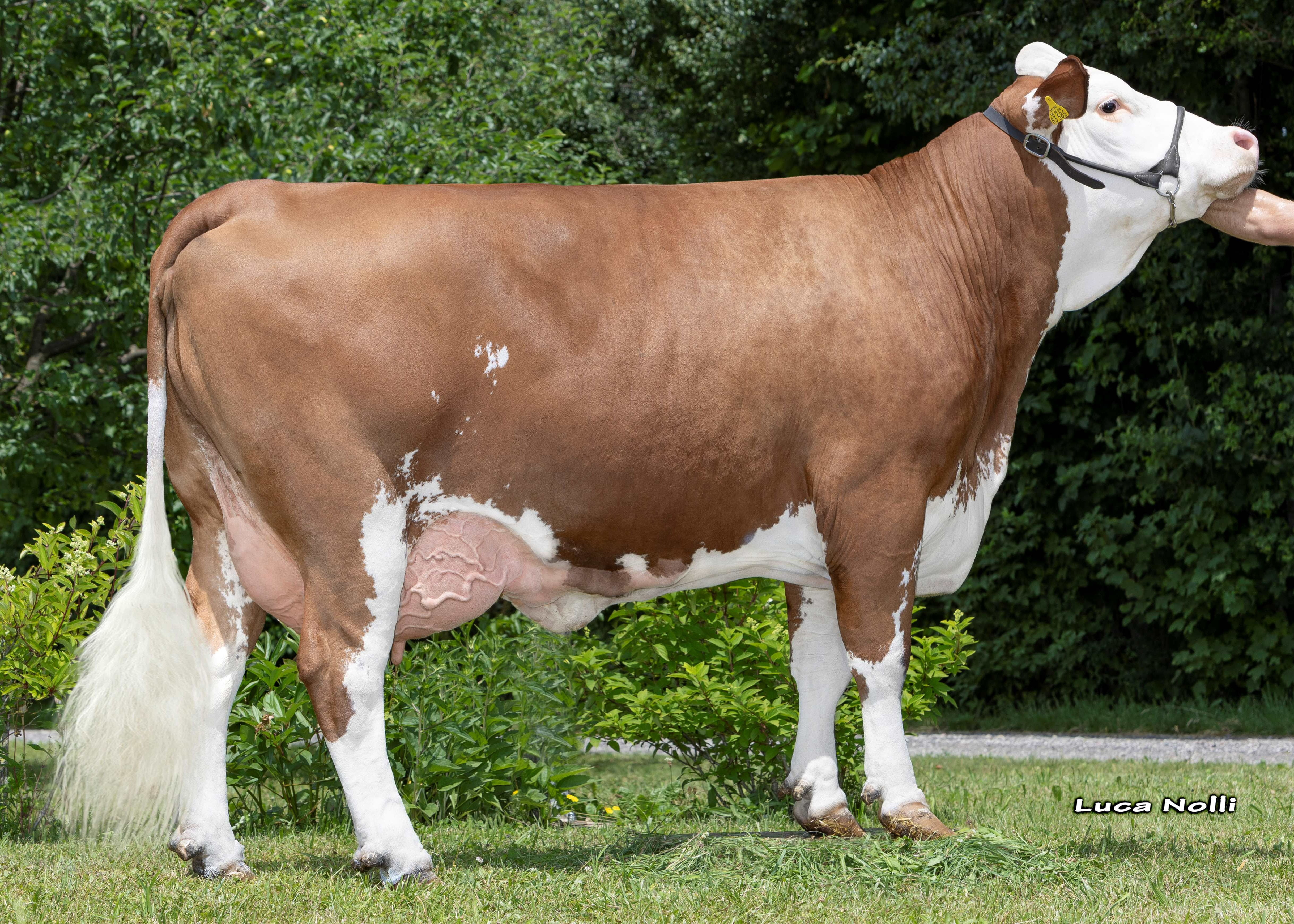 Silfi, grand dam of Hollandia 5th calf, Christian Niederbuchner, Nussdorf