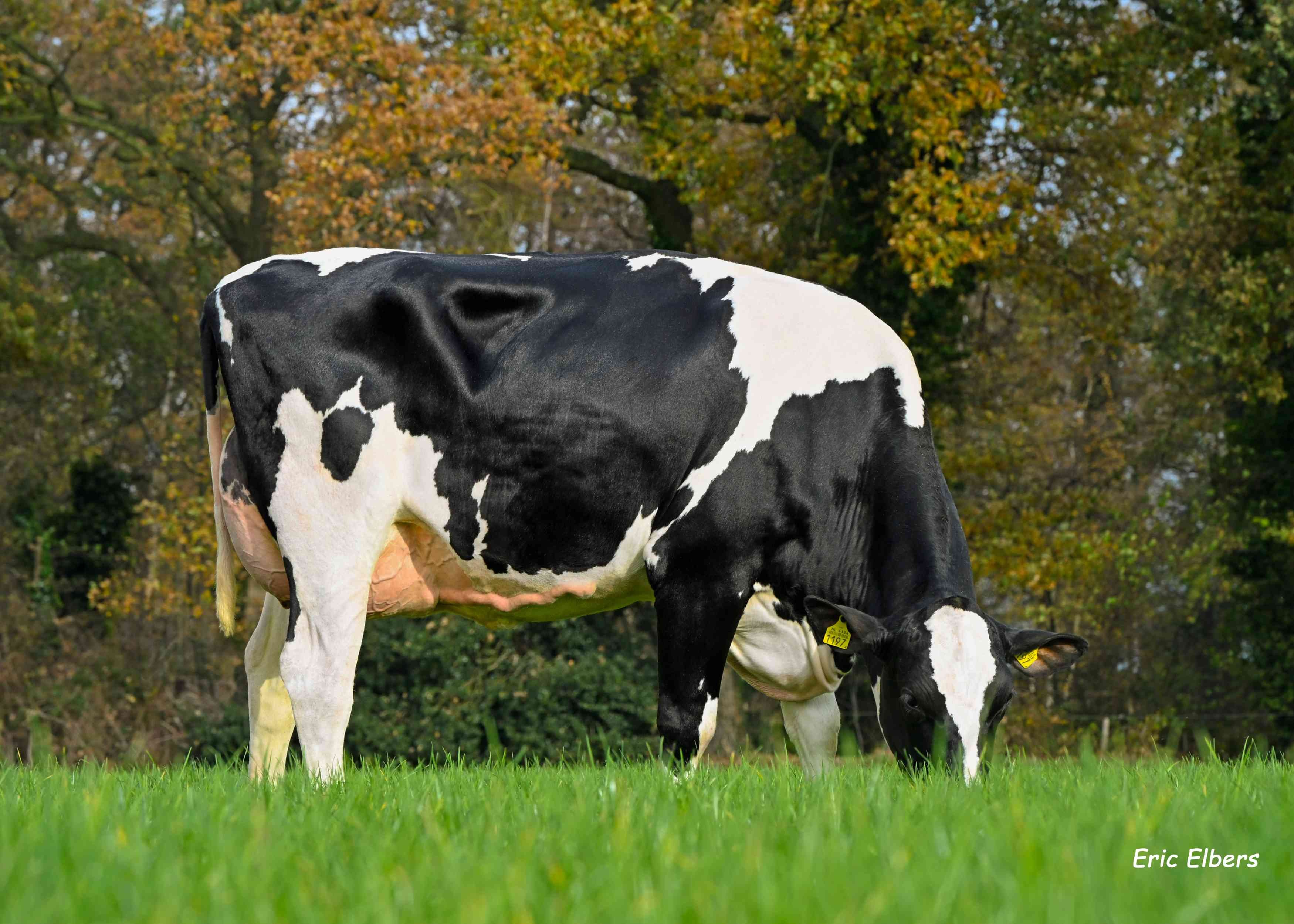 Ellie 321 (v: Lucardi) eig.: Mts J.G.A. & M.G.J. & G.S.M. Wilmink-Vennegoor,  Albergen