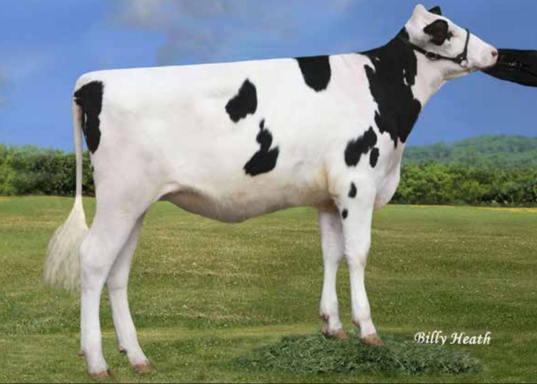 Pen-Col Gameday Glamour-ET, Dam of Lochlan