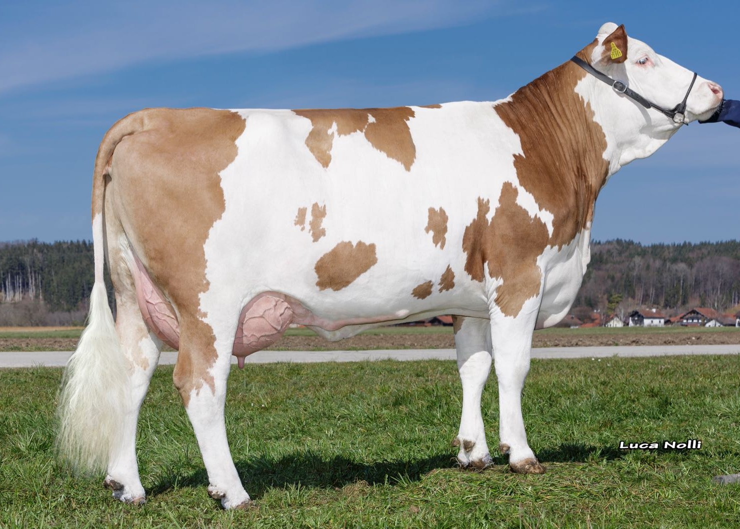 Petra (1st lactation), owner. Melf Georg, Ascholding
