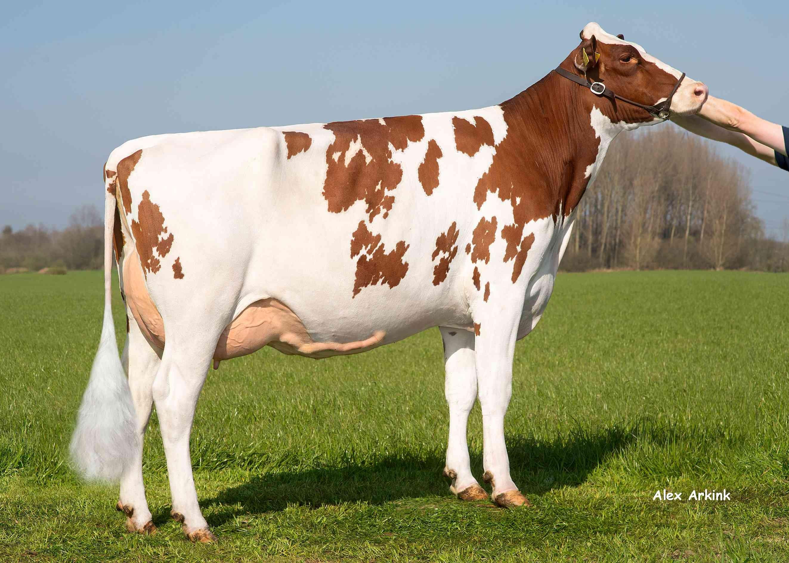 Barendonk Paulina 333  (s. Wingstar) owner: Barendonk Holsteins VOF, Beers Nb