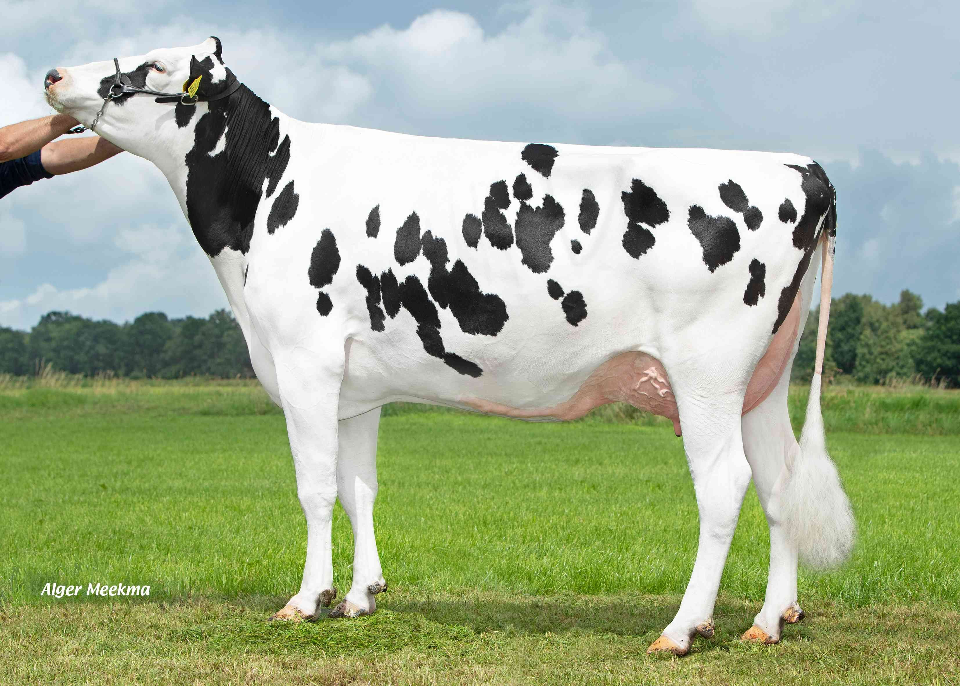 Delta Jantina (moeder Frontman) eig.: K.A.F.M. & L.P.J. Nooijen-Maas, Coevorden