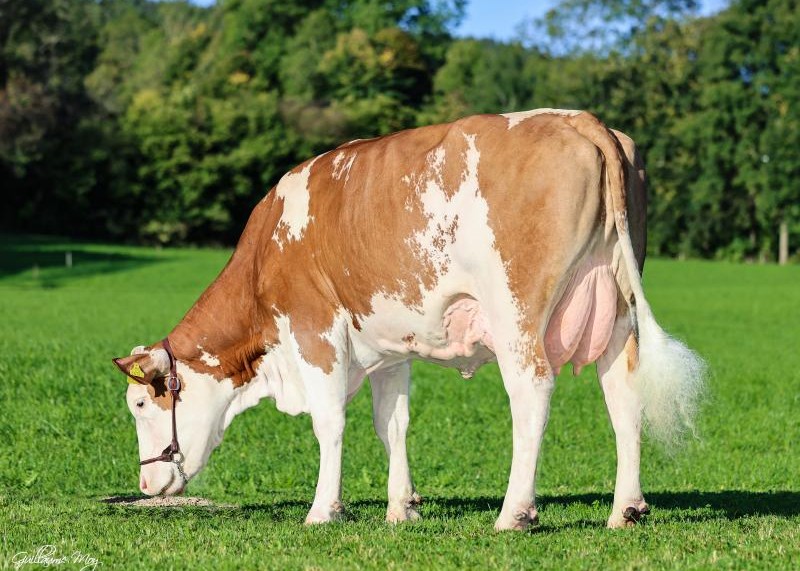 Moerder van Magic Boy PP Owner and breeder. Fam Birkfeld