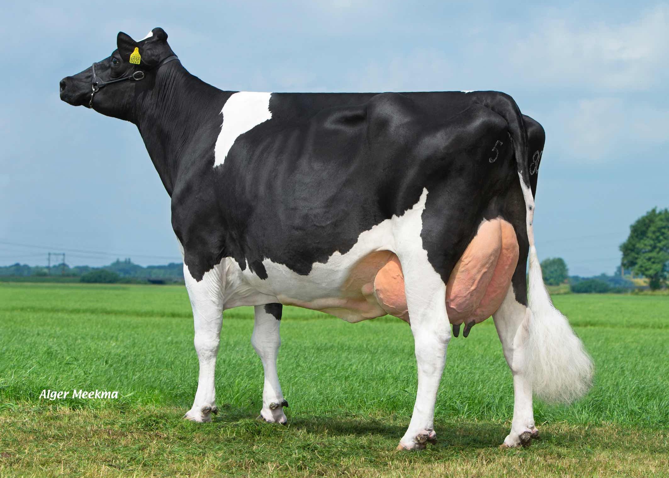 Poppe Fienchen 580 (4th dam of Freestyle-Red), owner: dairy farm Poppe, Zwolle