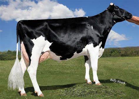 Vision-Gen Super Bonnie-ET VG-86 DOM, 8th Dam of Gameover