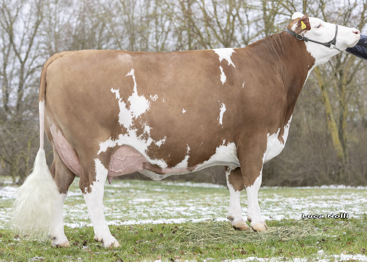 Brillat, Dam of Wundawerk