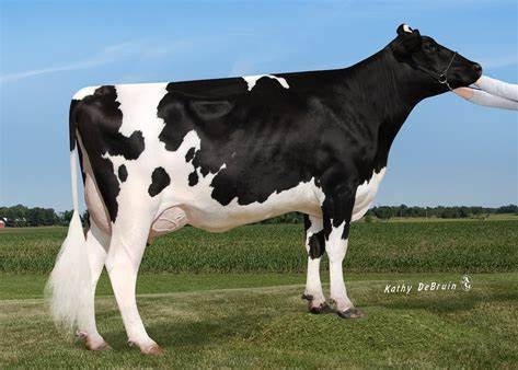 Sandy-Valley No Limit-ET VG-86, MGD of Slattery