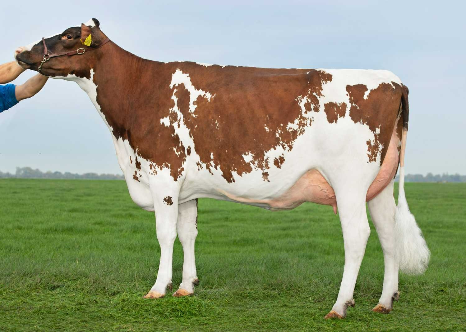 Delta Lyset (s. Jakarta), dam of Borax