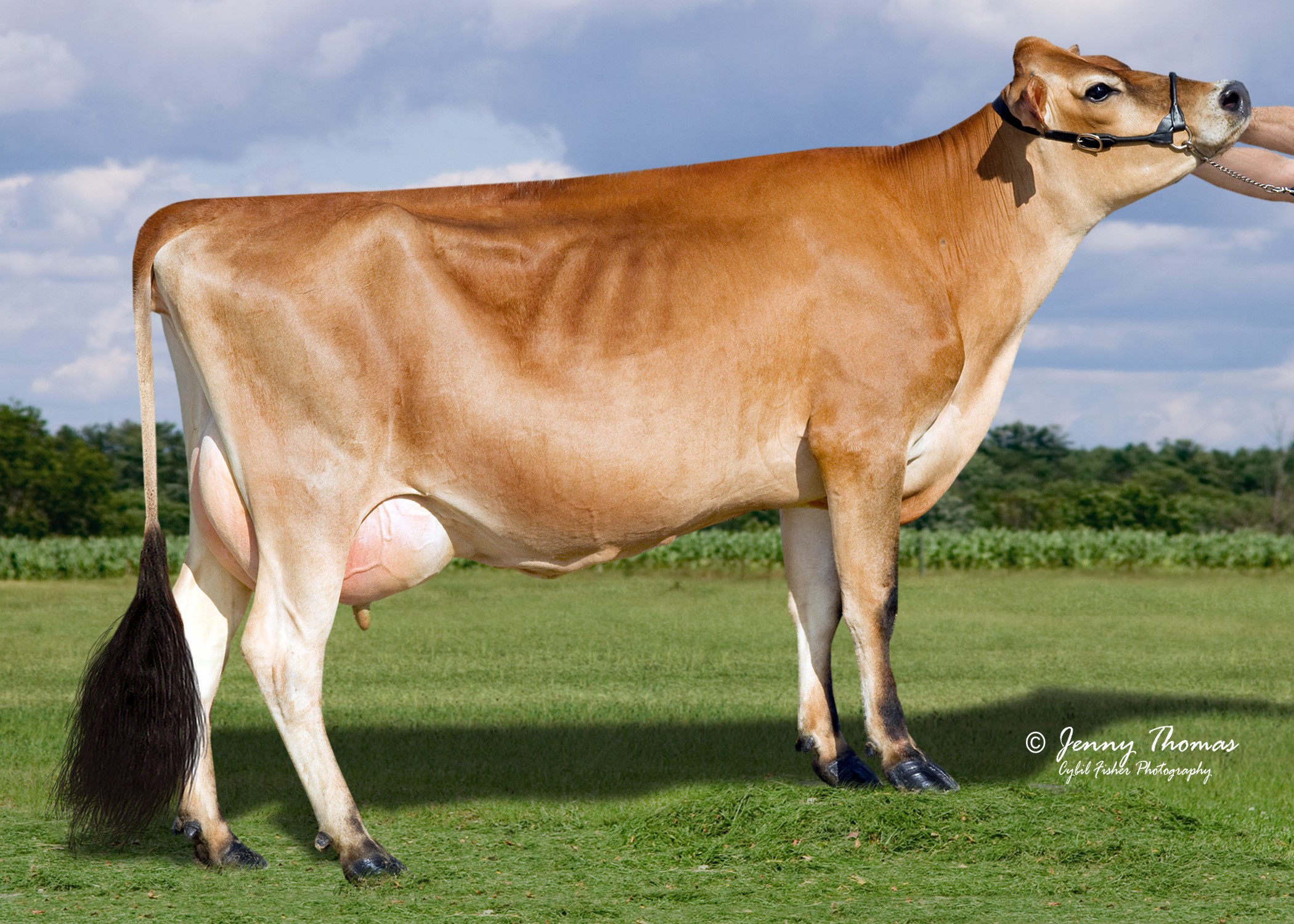 Sandcreeks Tbone Brownie EX-90, 6th Dam of Lekker-PP