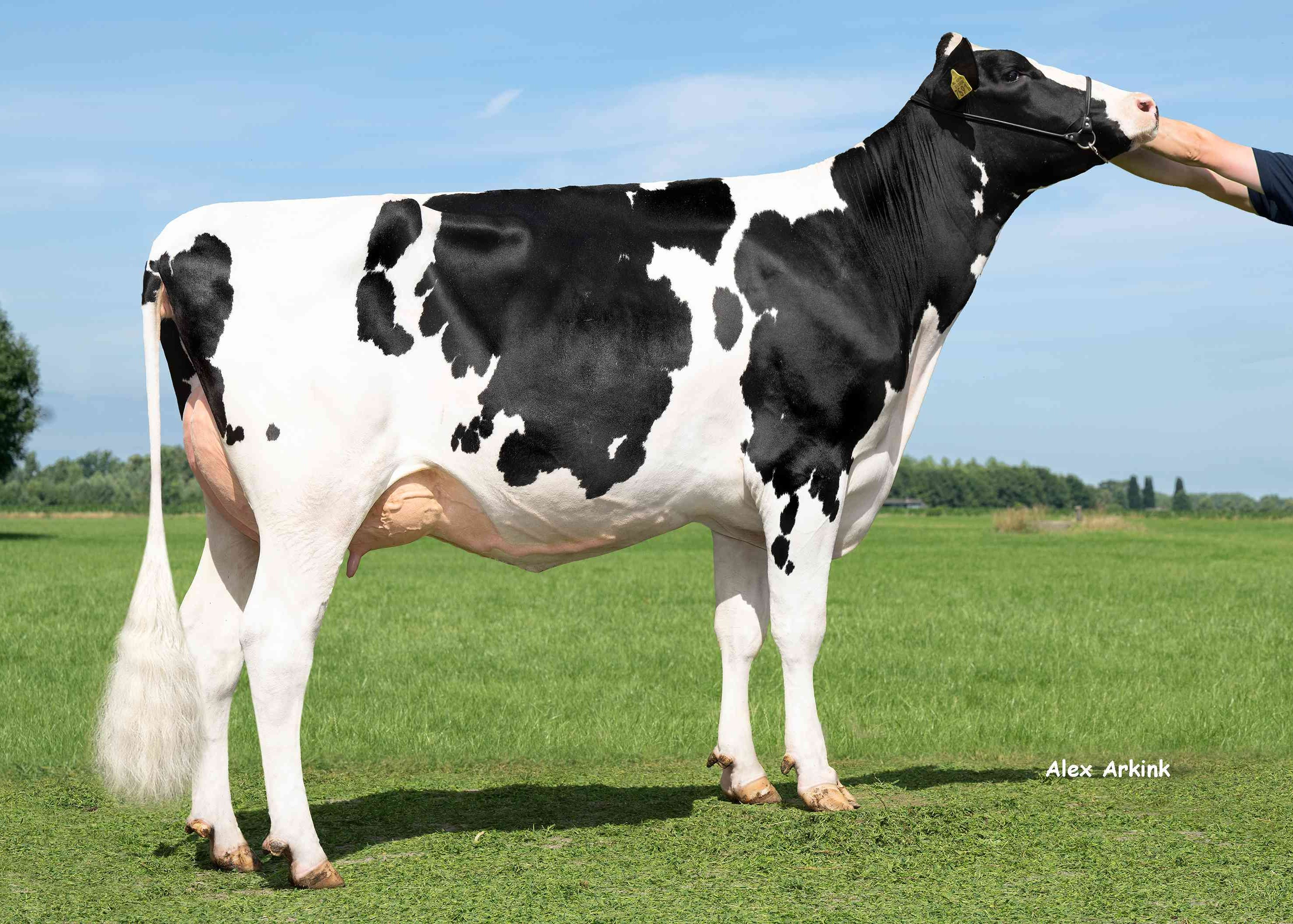 Delta Lavina (s. Flagstone)  owner: Mts J. Boschloo & M.J.M. Pelgrom, Steenderen
