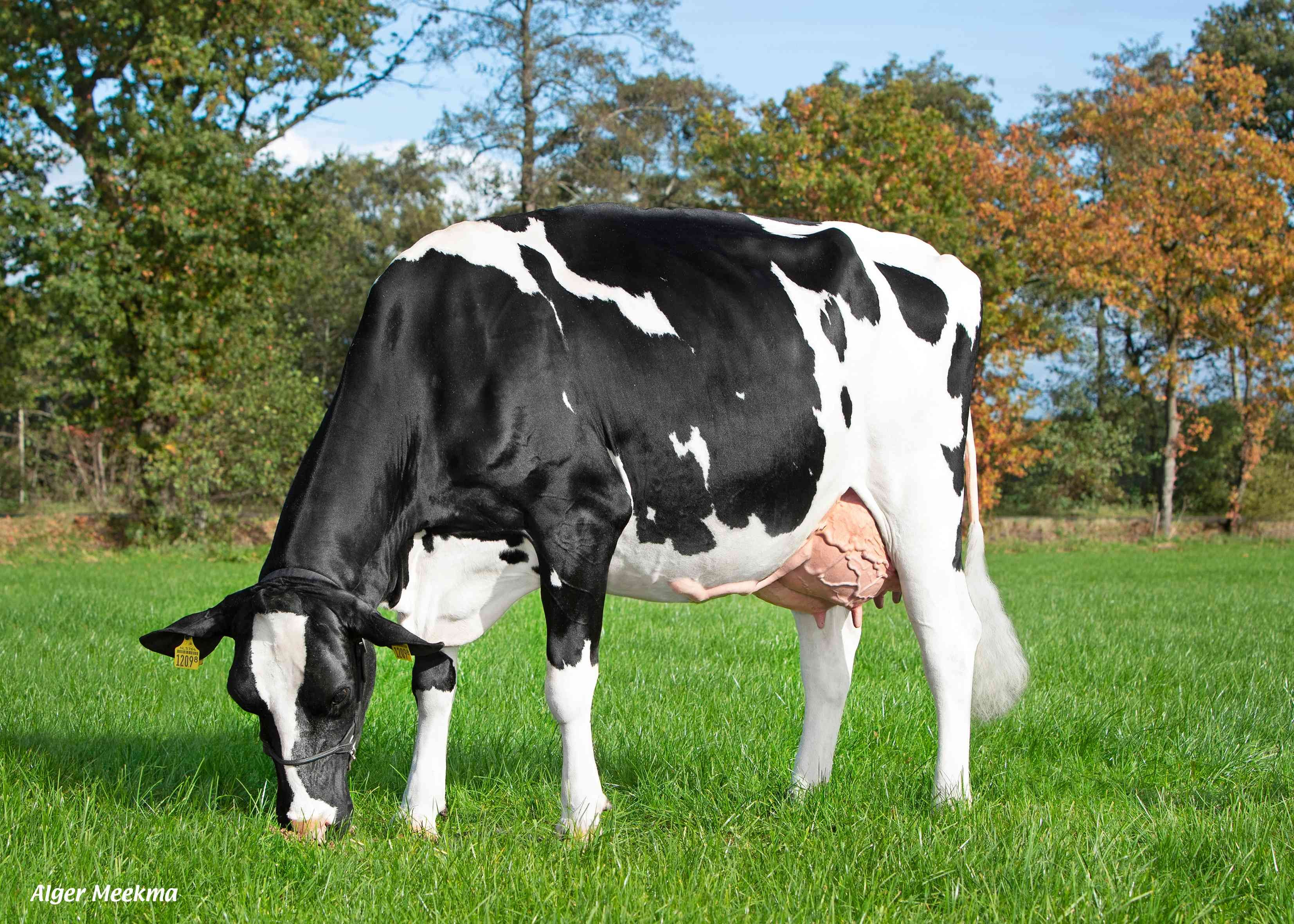 Vandenberg Silvie (v. Jabido, 2e klafs) eig.: Mts.  J. & M.A. vd Veen-Hofstee, Ureterp