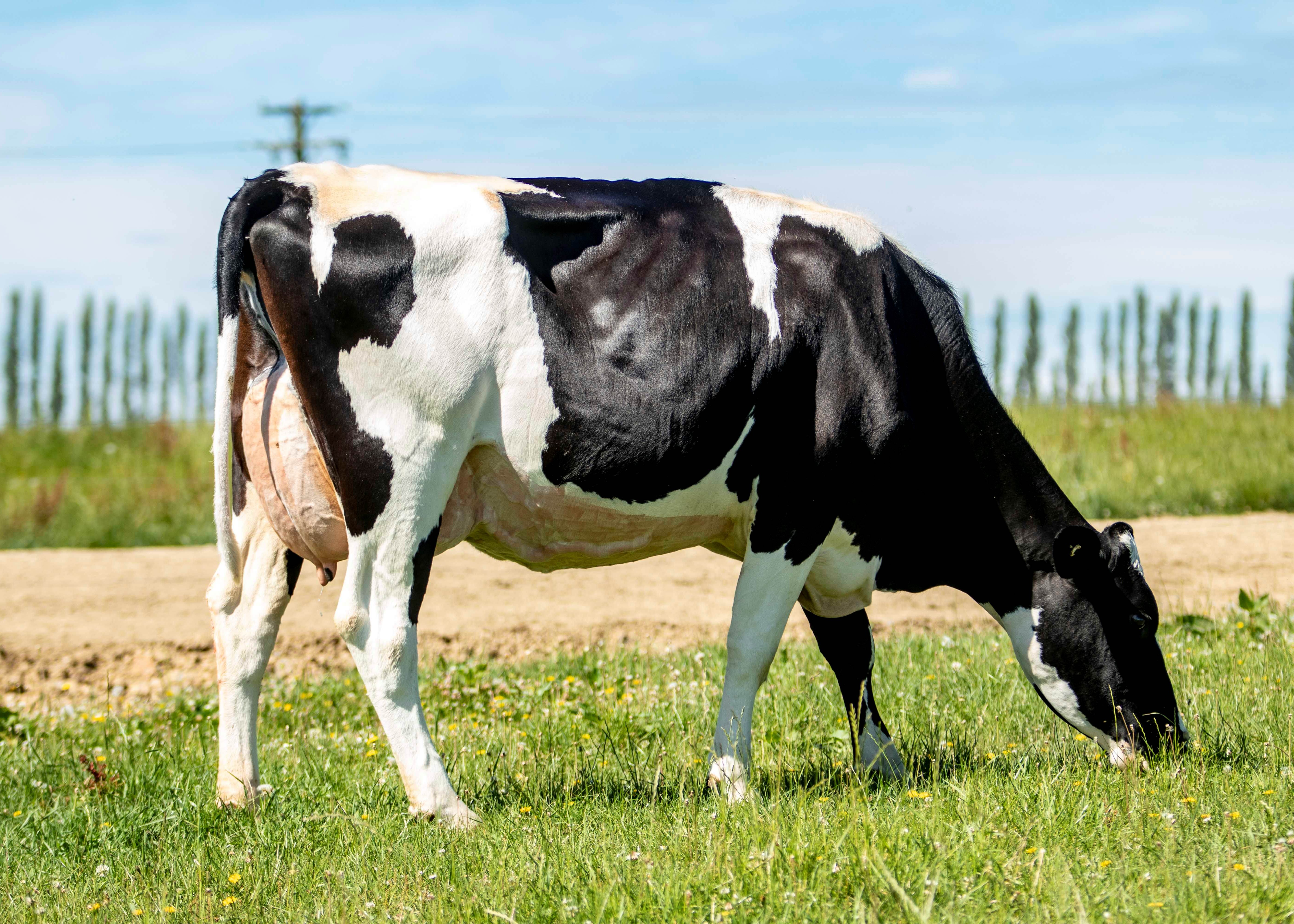 520 South Horizon, Daughter of Roadster