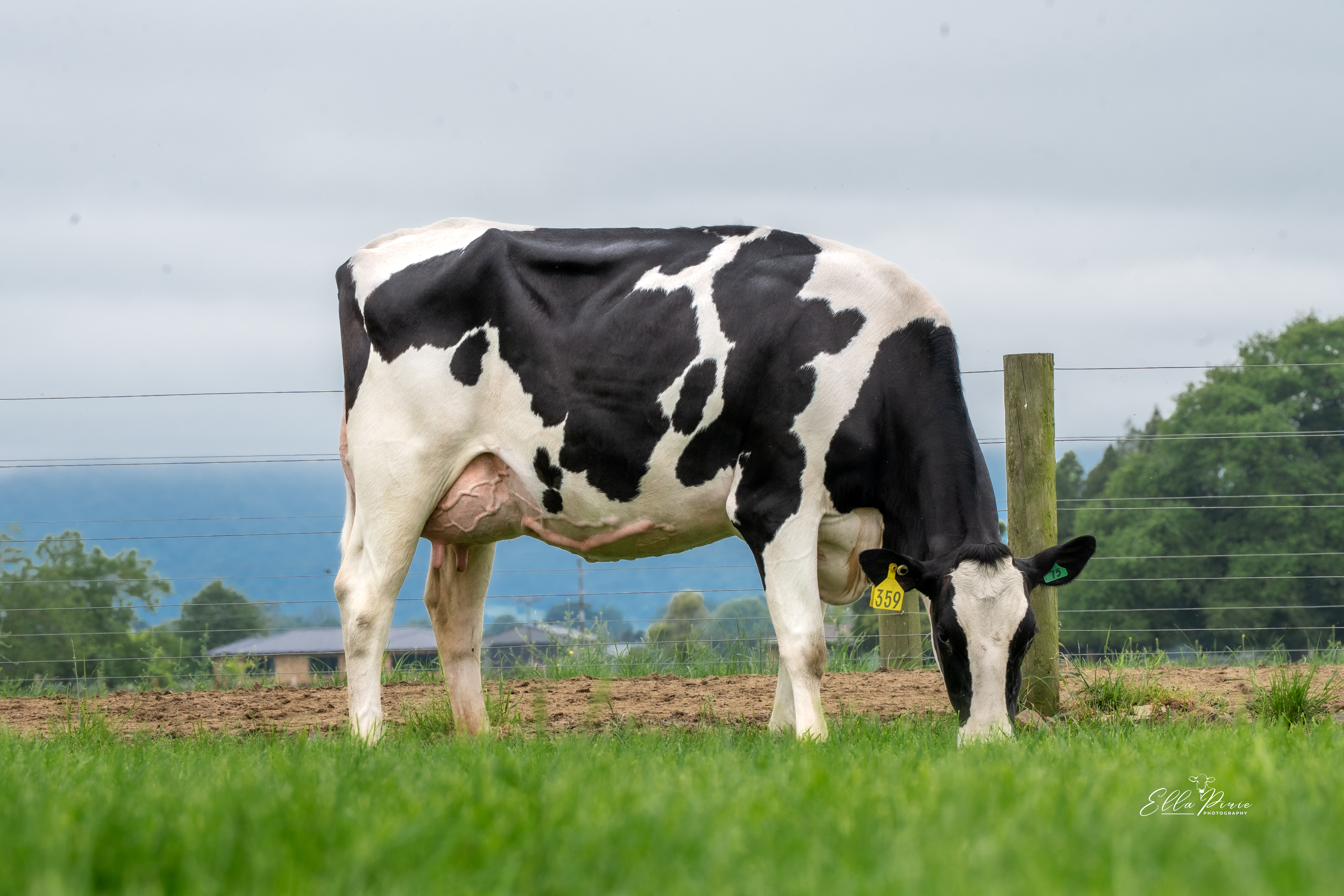 Daughter 359 H and L Rural Limited, Matamata