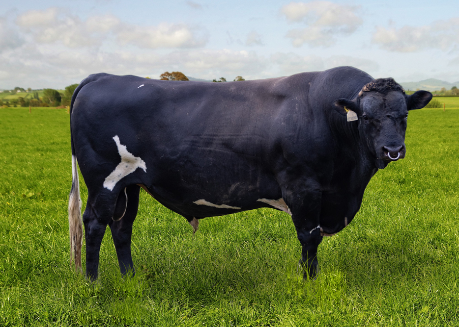 522664 ARRIETA FORTRESS ET F10J6