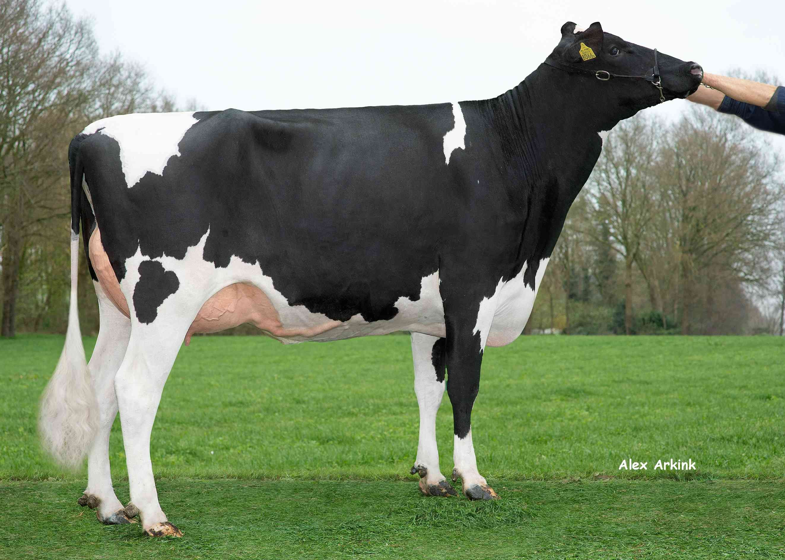 Delta Jodett, owner: Melkveehouderij Van Gastel, Nispen