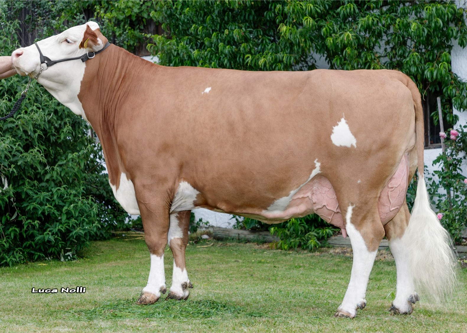 Melanie, grand dam of Hochfelln, 3rd calf, Helmut Gmeindl, Obing 