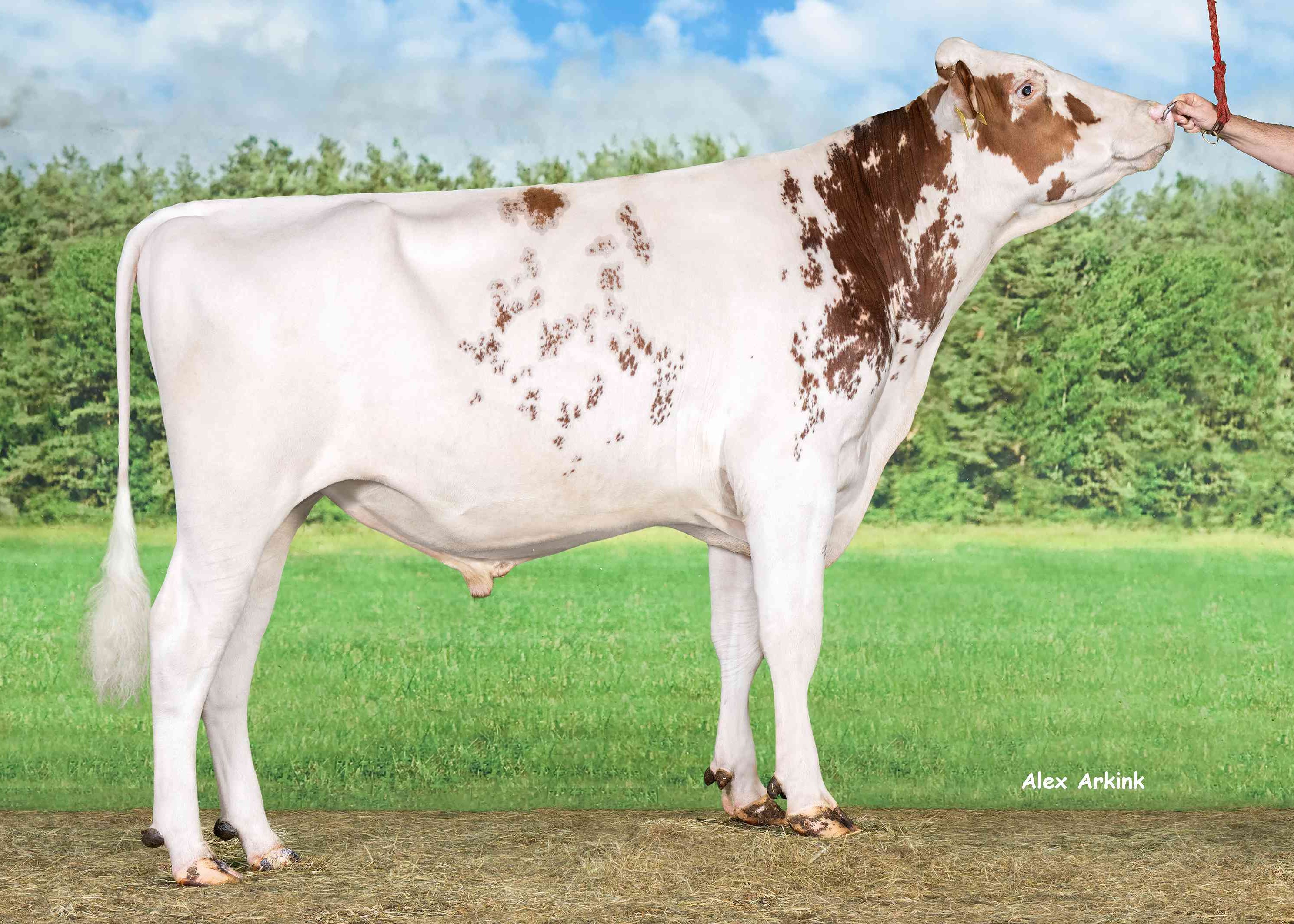 Koepon Real Life-Red