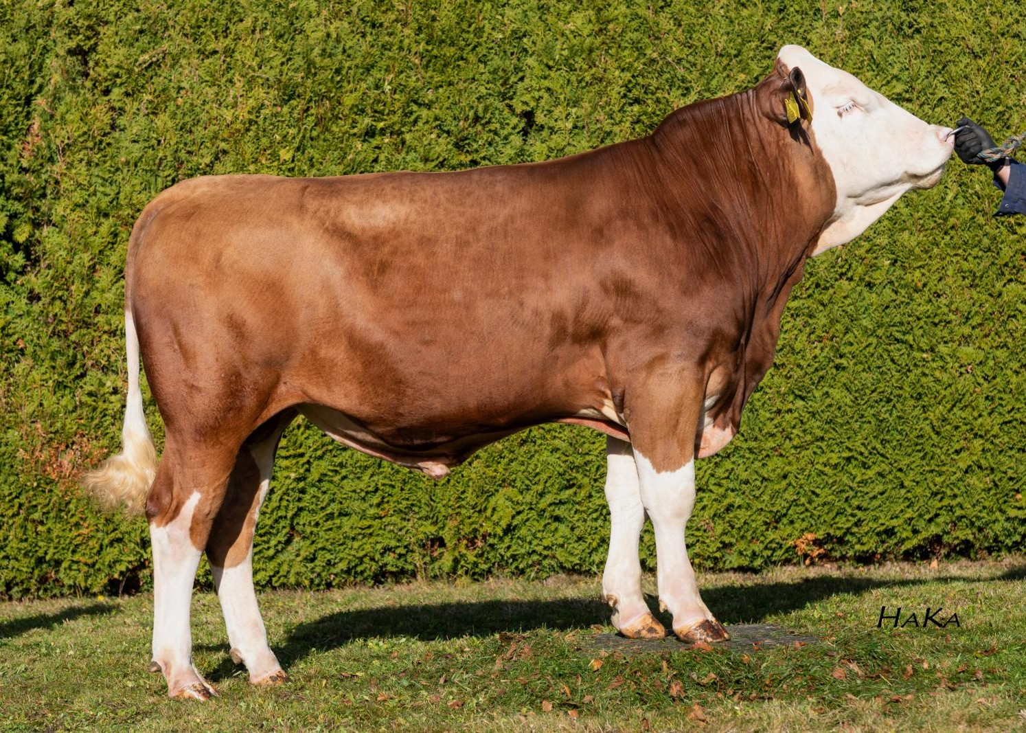 Wax PP, breeder: Andreas Bernhart, Oberneukirchen