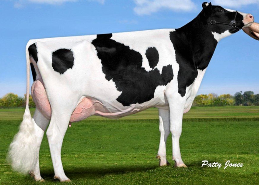 Oconnors Planet Lucia-ET VG-86, 8th Dam of Euro
