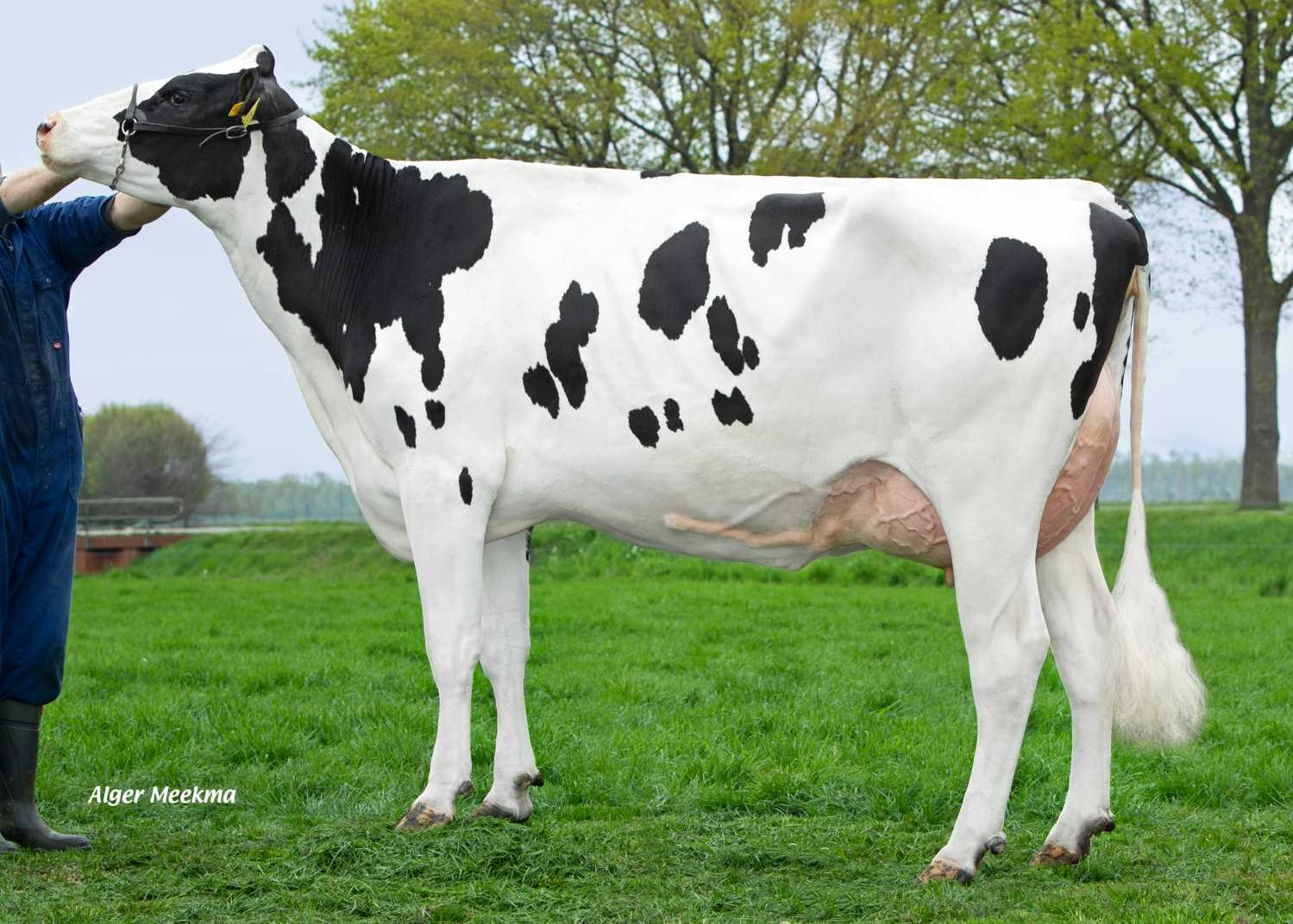 Boukje 99 (s. Empire), MGGD of Osmium PP RF