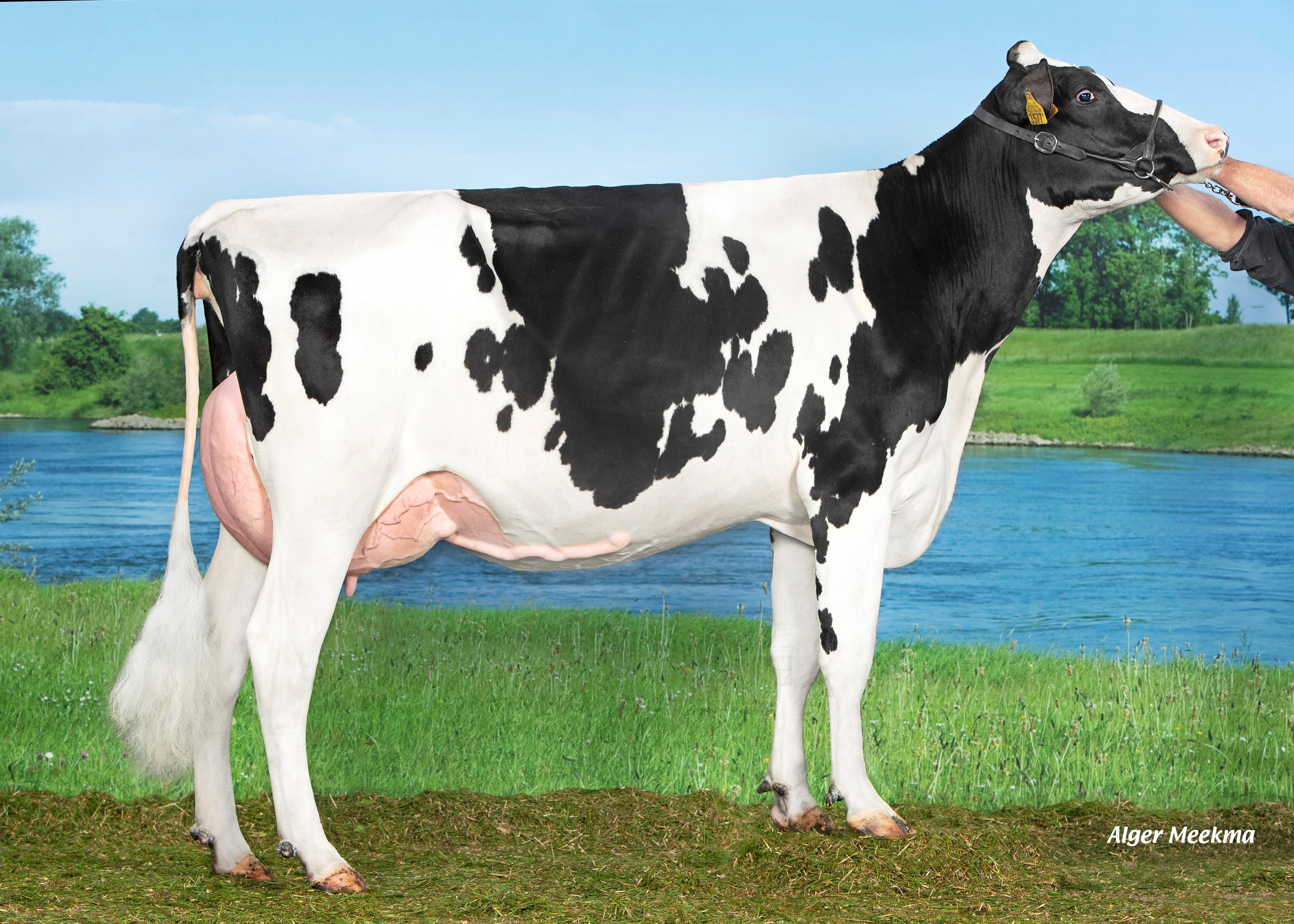 Borderview Lokke 3577, Daughter of Fragrant