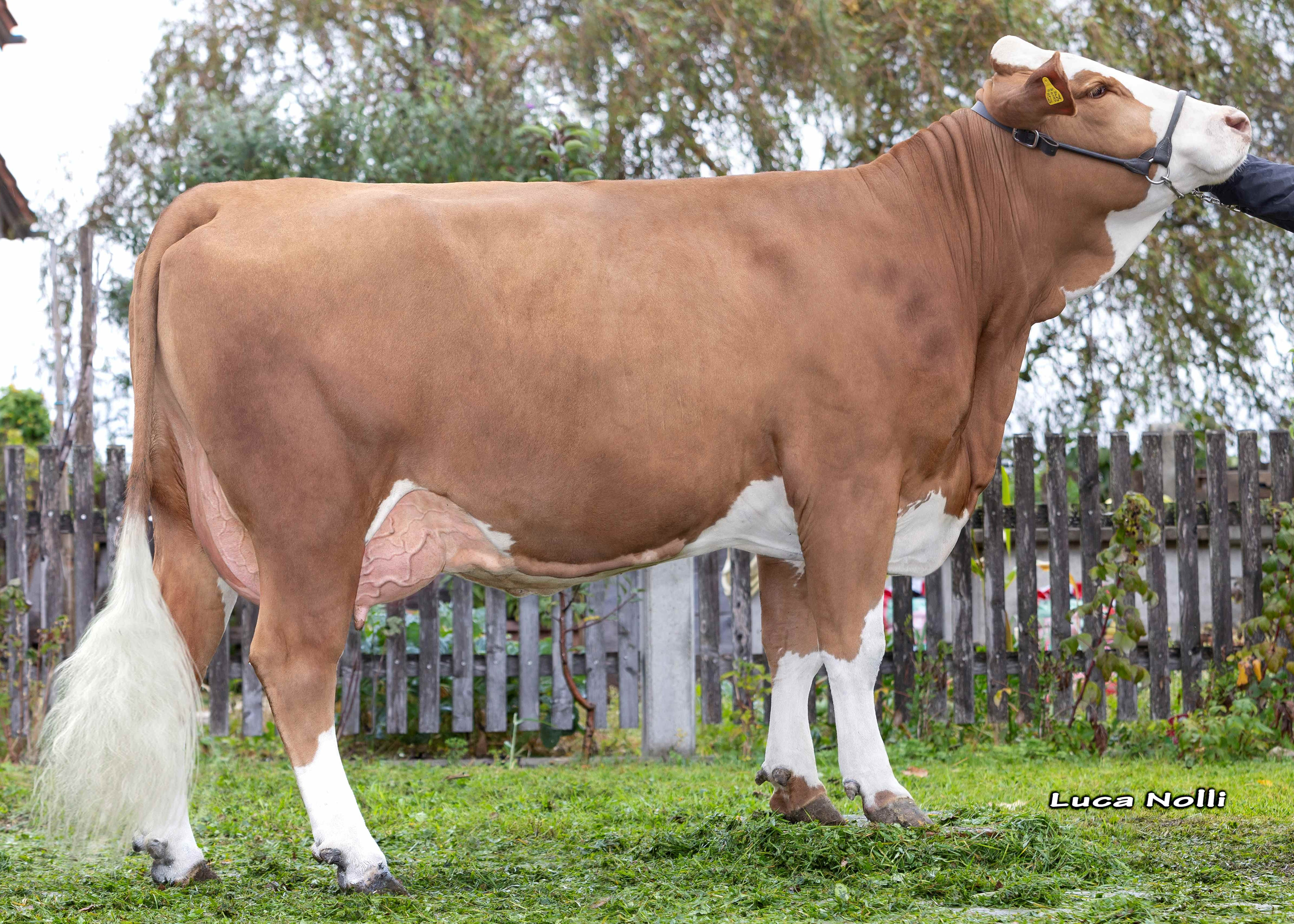 Rubin, Dam of Horex PS, 1st calf, Josef Maier, Teisendorf