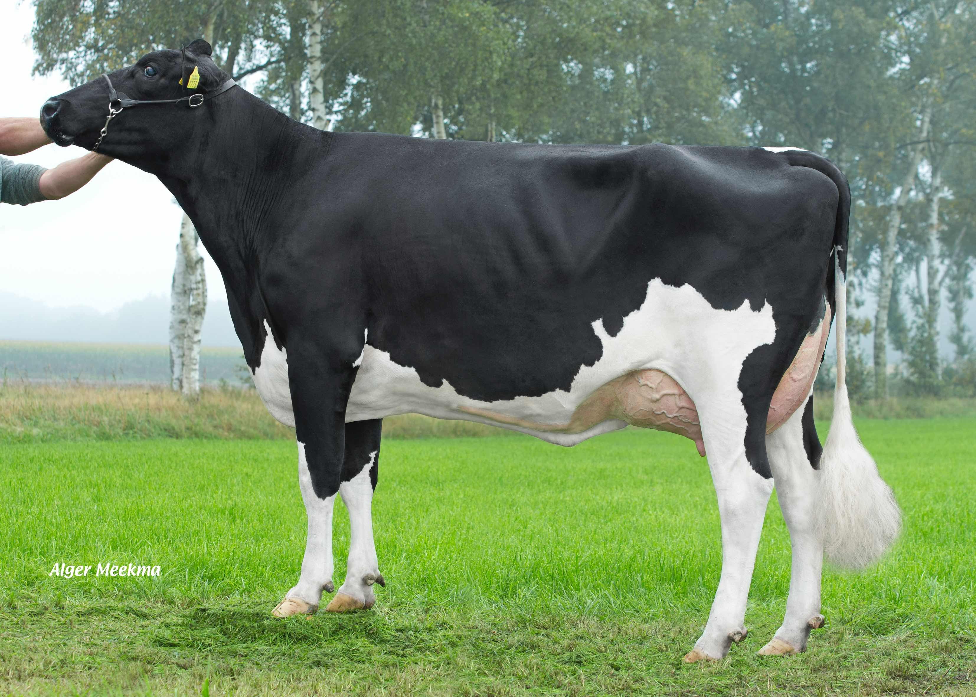 Klaeiterper Delta Sennah, opvergrootmoeder Pusher RF, eig: VOF Booij-Ottens, Benneveld