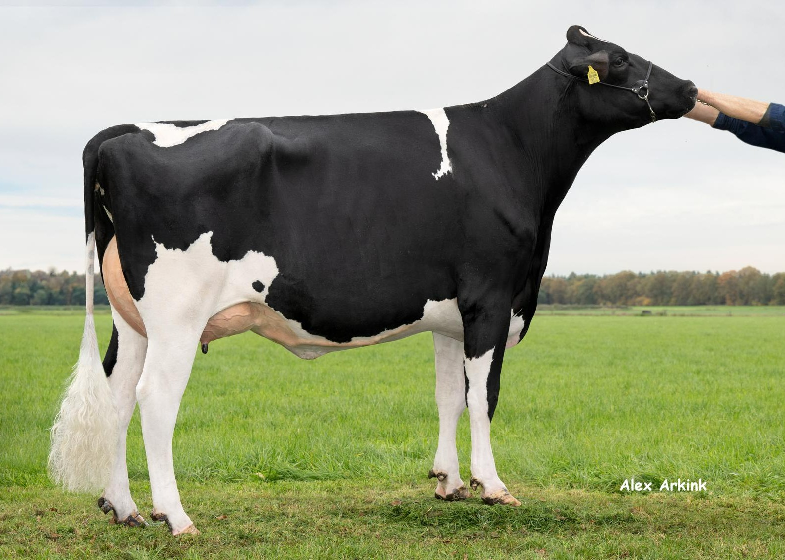 WKM Nothing Else (s. Sunrise), dam of Time Jump P