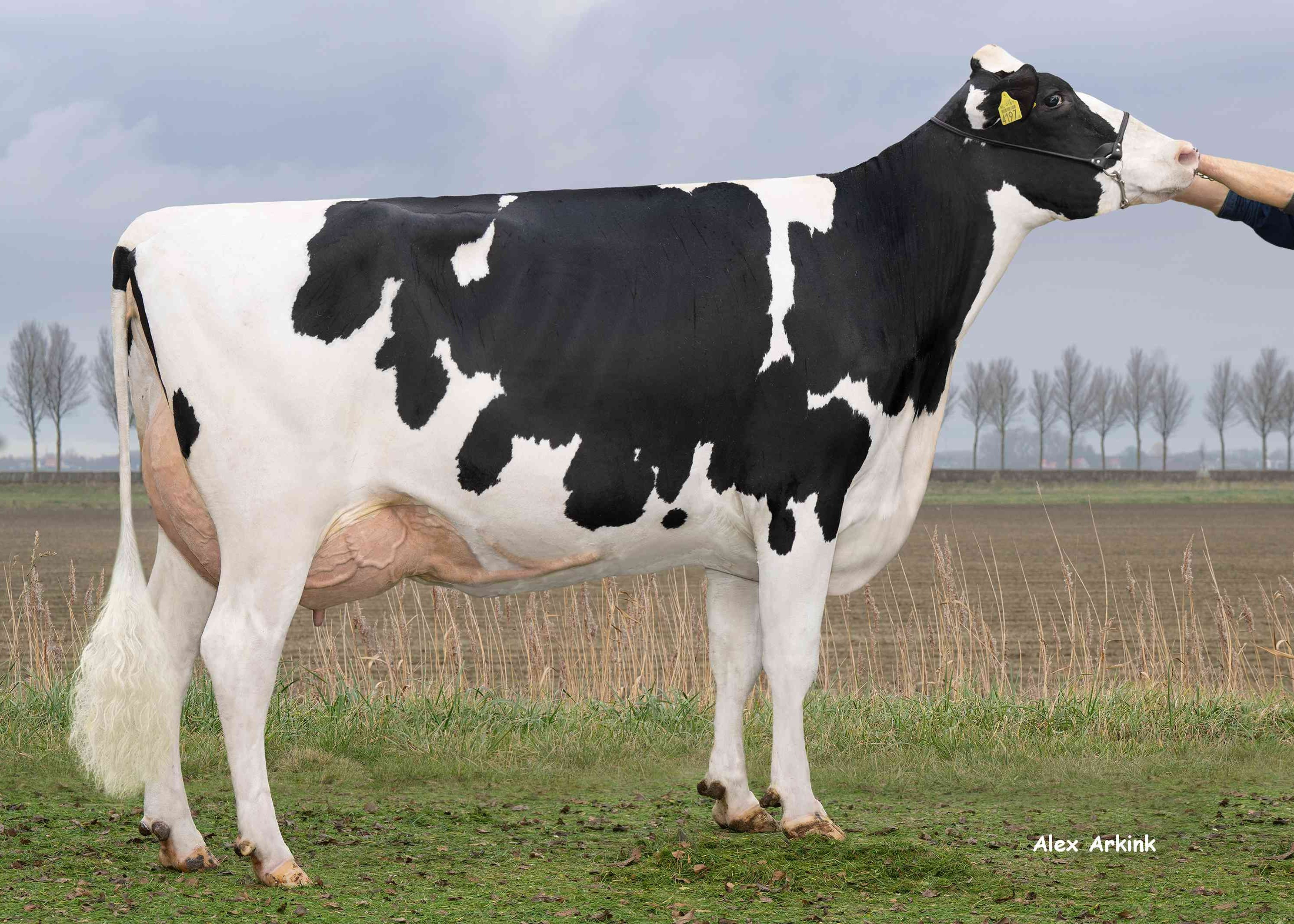 WD Holsteins Perfect Beast (v: Perfect, 2e kalfs) eig.: VOF I. & A. Bree, Dirksland