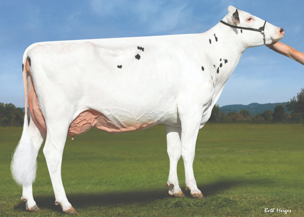 Vanden-Berge Frazled 826-ET EX-90, 4th Dam of Indazone