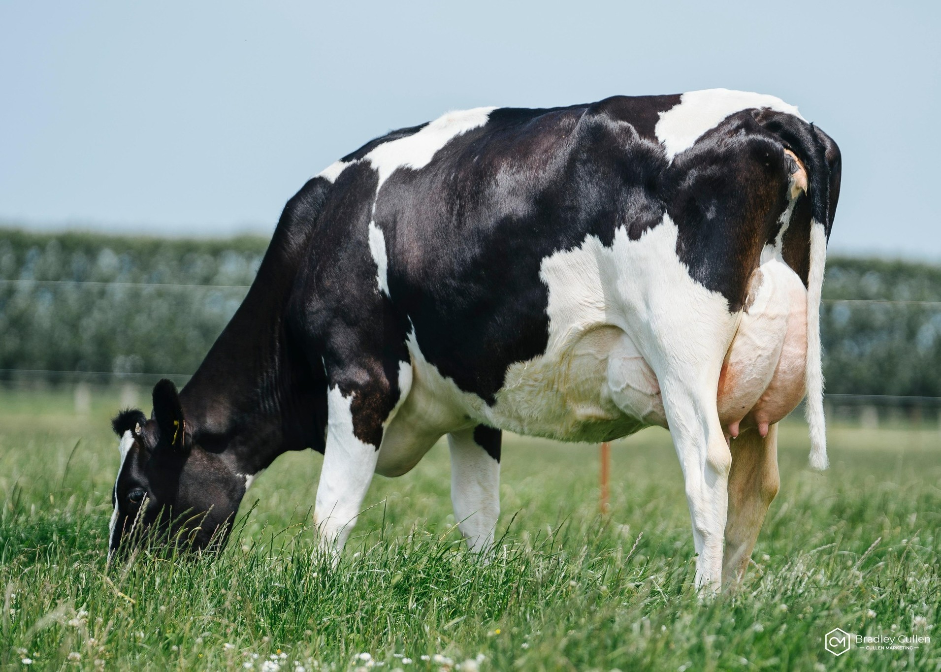 Lightburn Octave Vela; owners Busybrook, Paragon, Tronnoco & Yellowstone Holsteins. Photographer Bradley Cullen