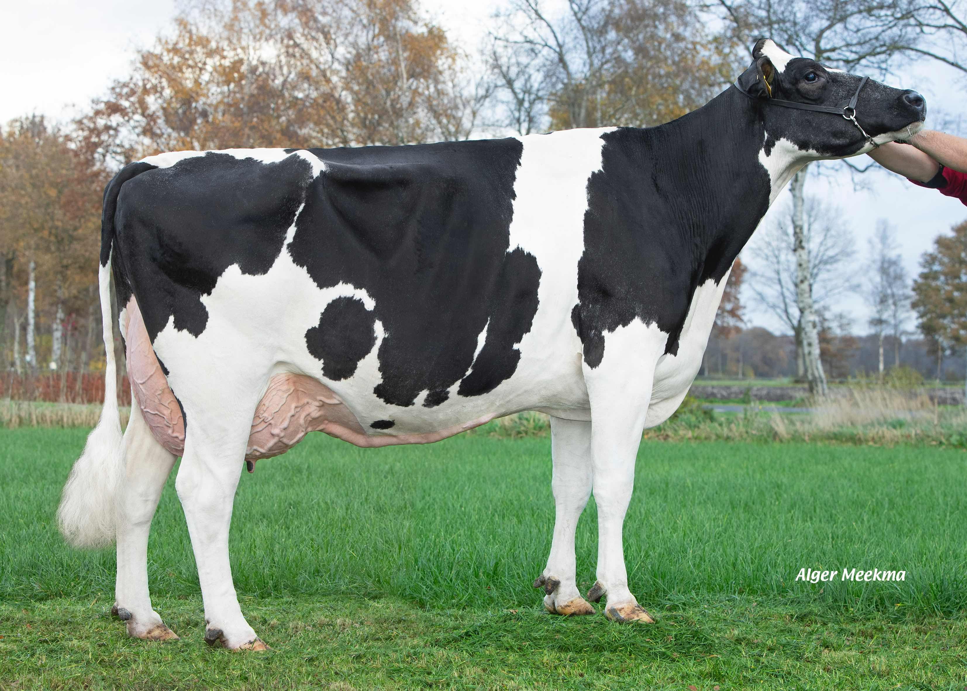 Double W Ricky 2, 5e moeder van Rickylove P (6e kalfs) Eig.: VOF Booij-Ottens, Benneveld